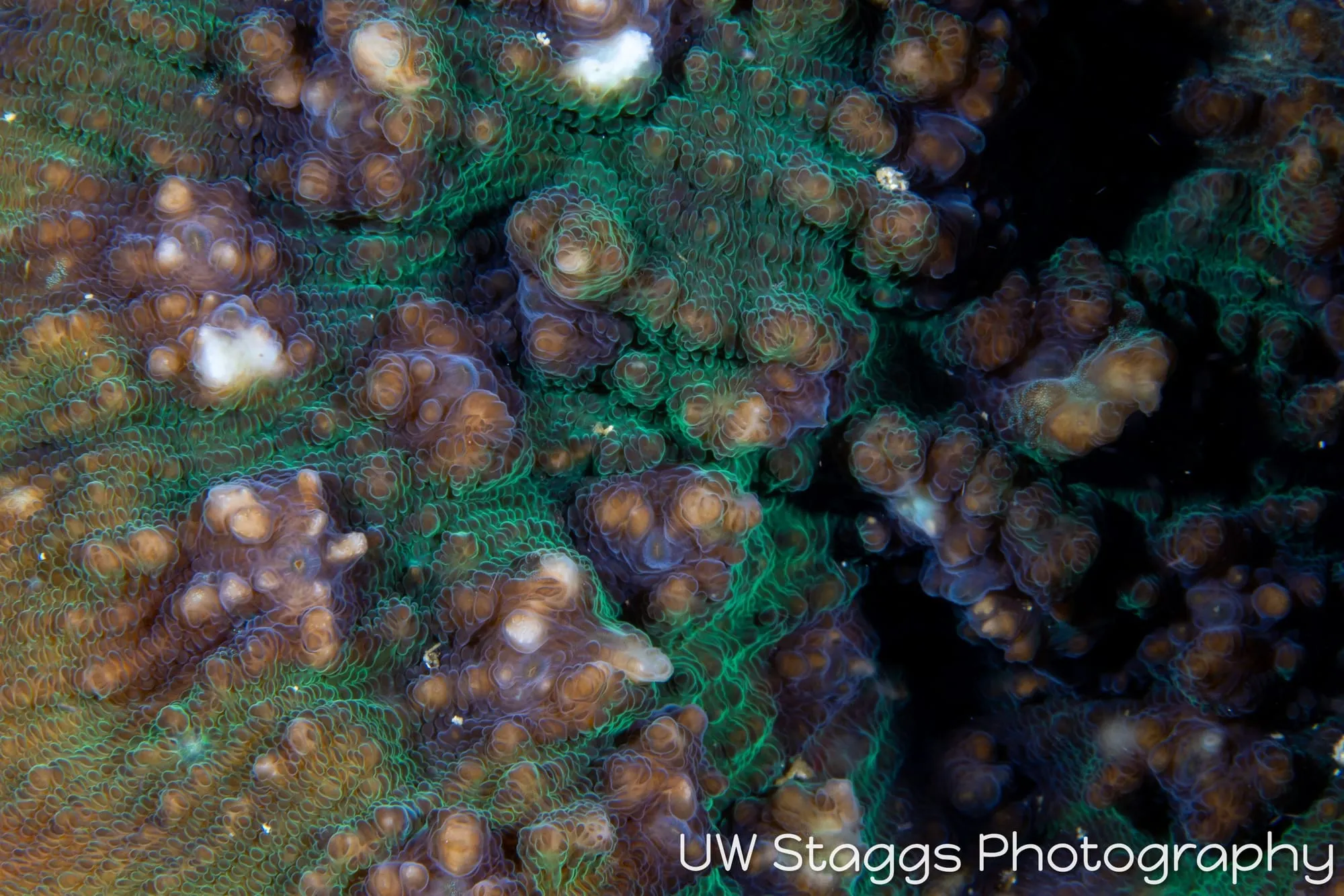 Tunicate — Anilao, Philippines