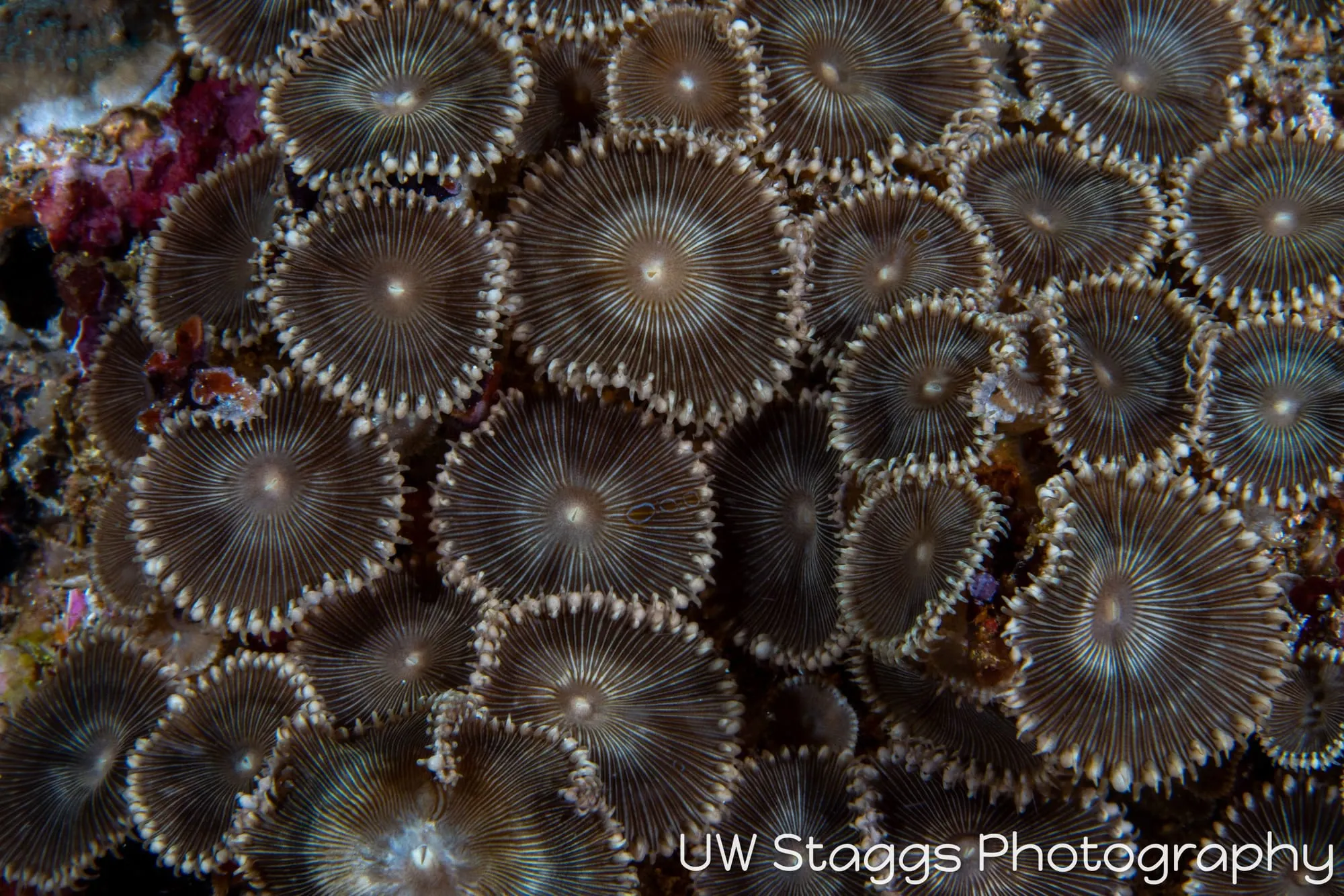Reef Scene — Anilao, Philippines