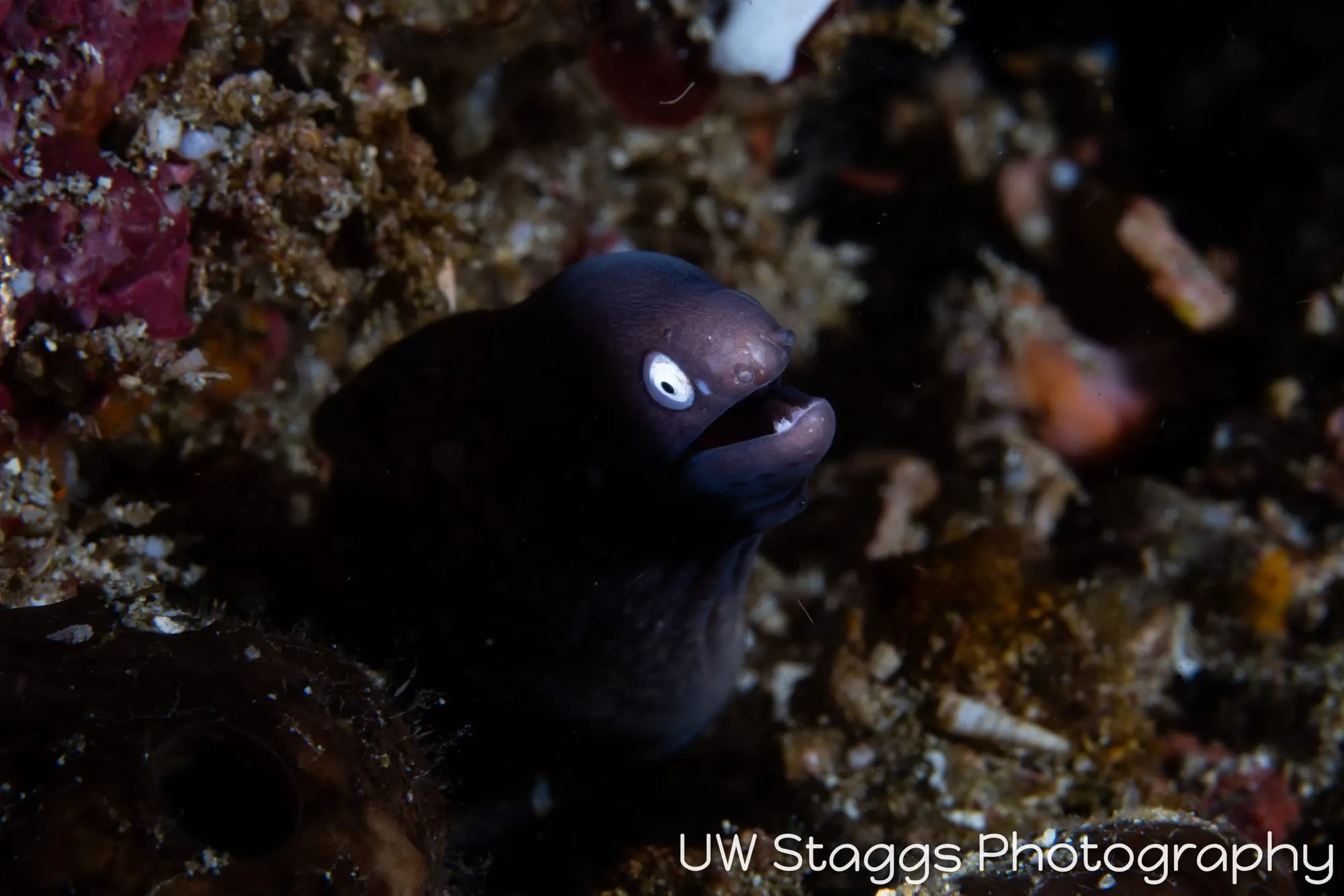 Tunicate — Anilao, Philippines