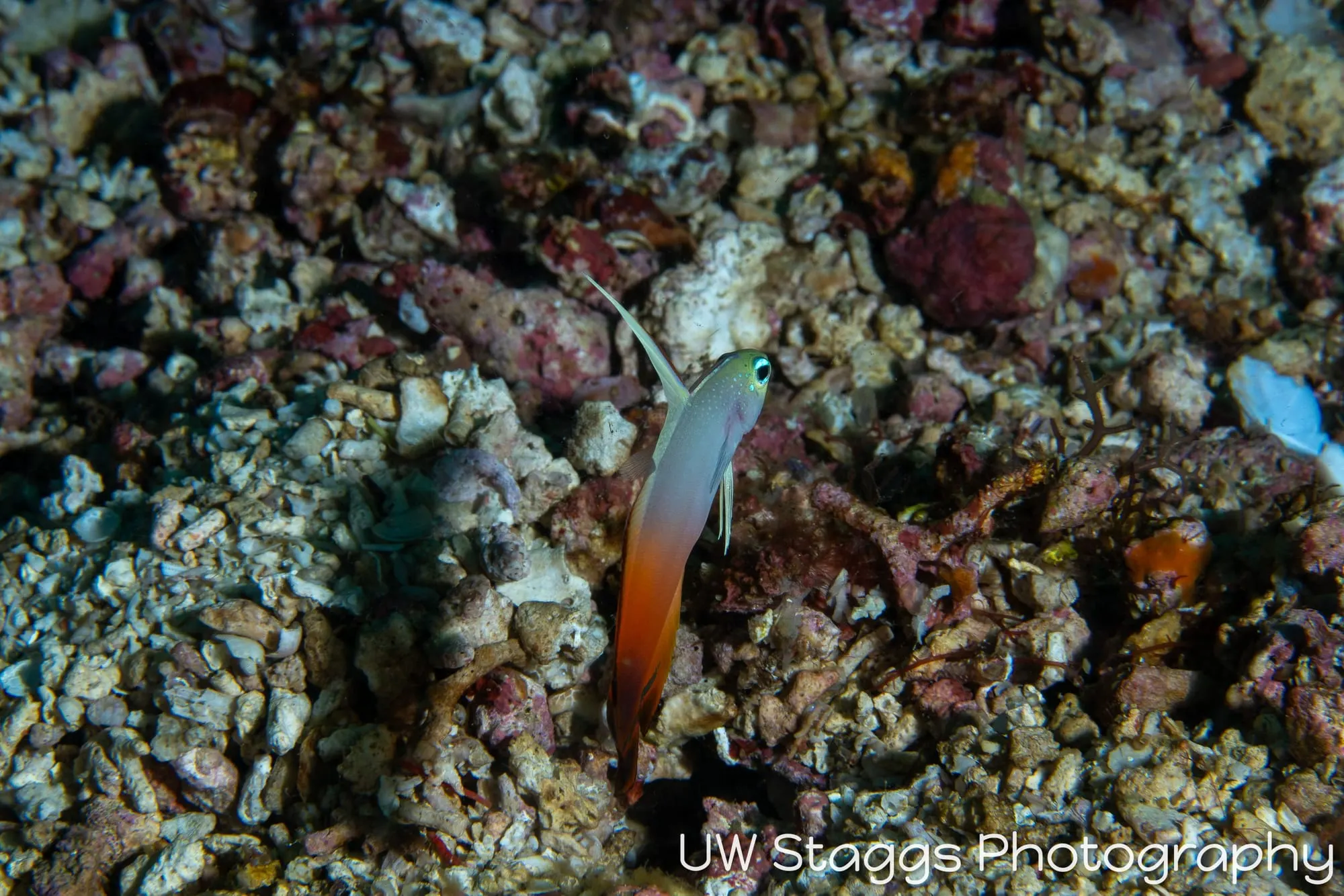 Reef Scene — Anilao, Philippines