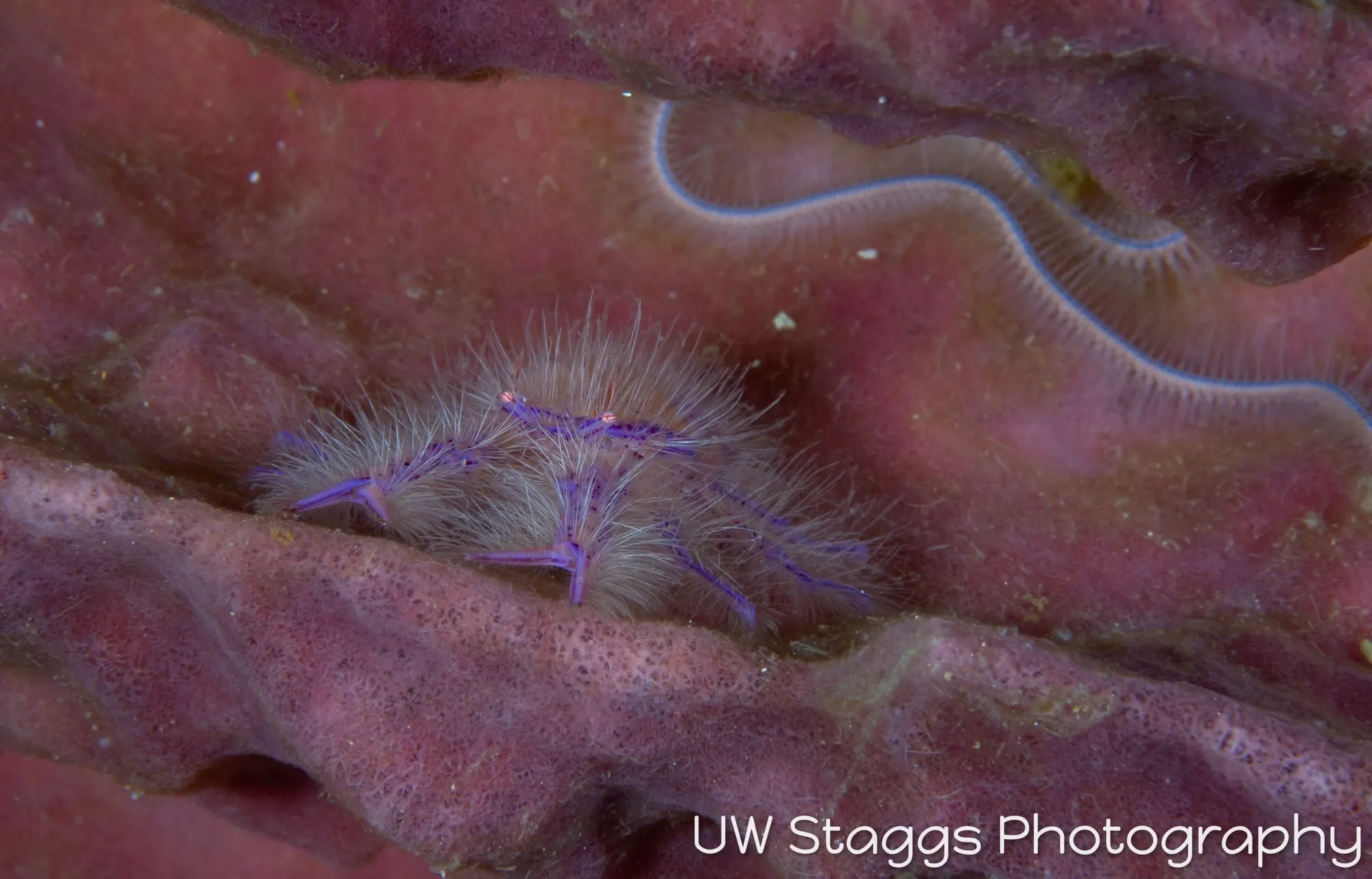 Shrimp — Anilao, Philippines