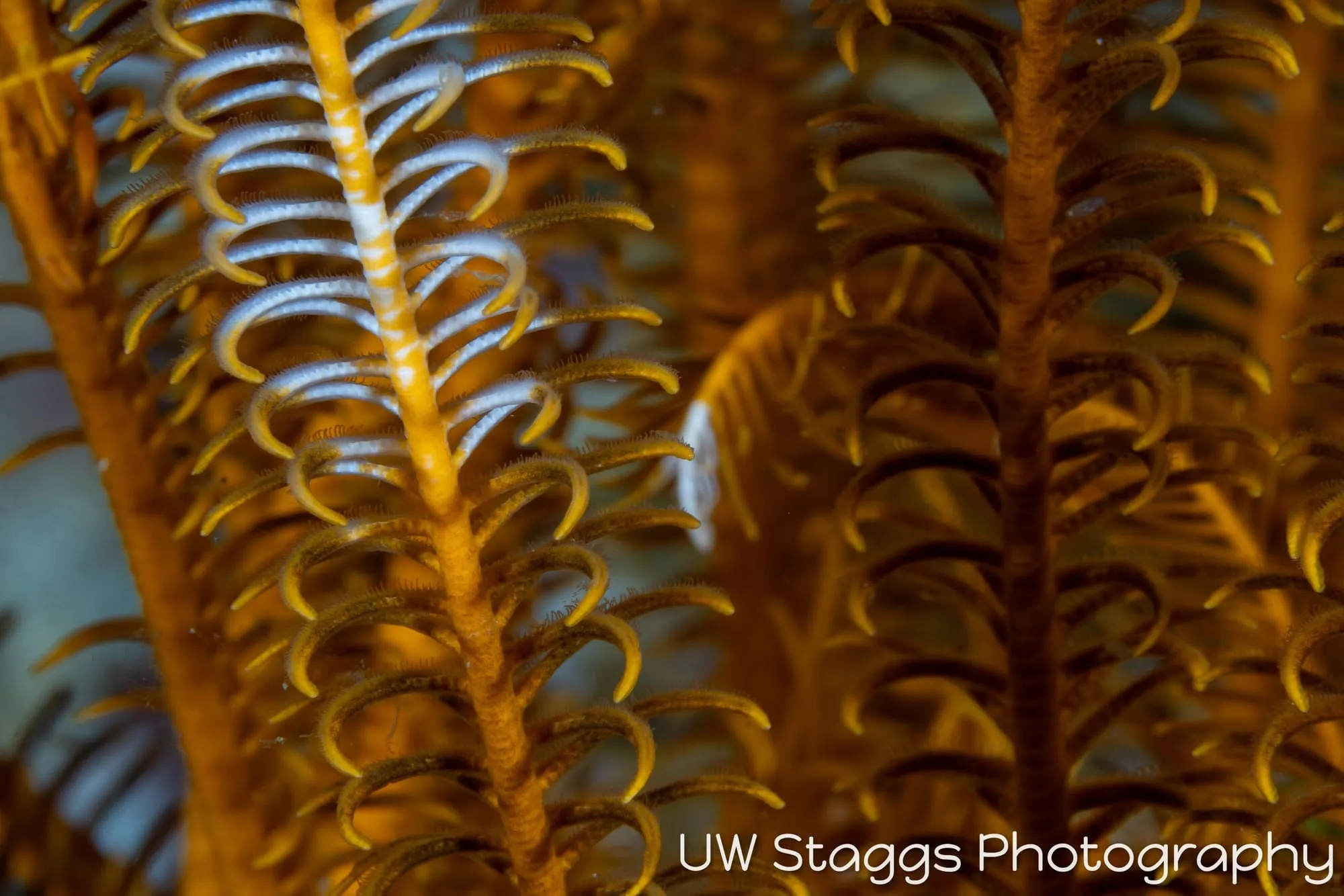 Reef Scene — Anilao, Philippines