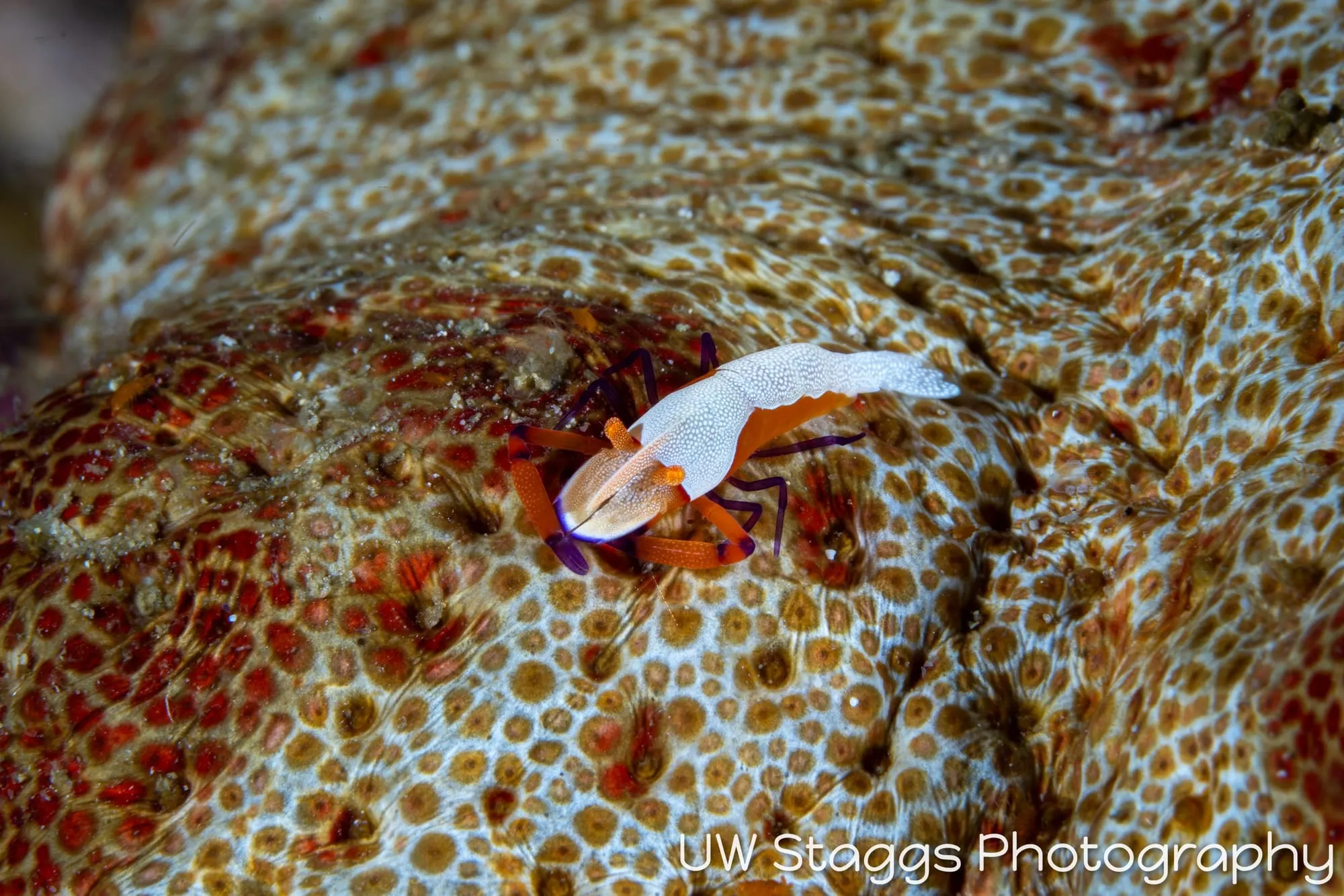 Shrimp — Anilao, Philippines