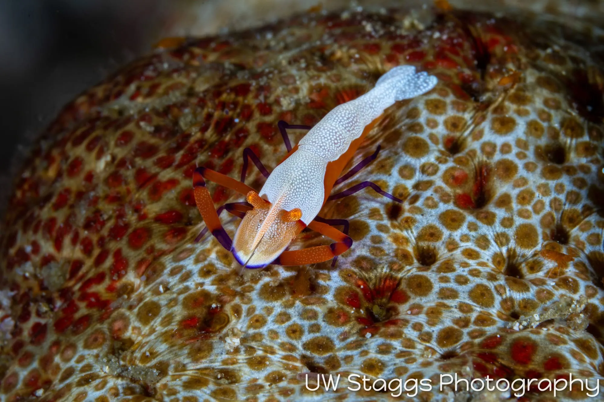 Shrimp — Anilao, Philippines