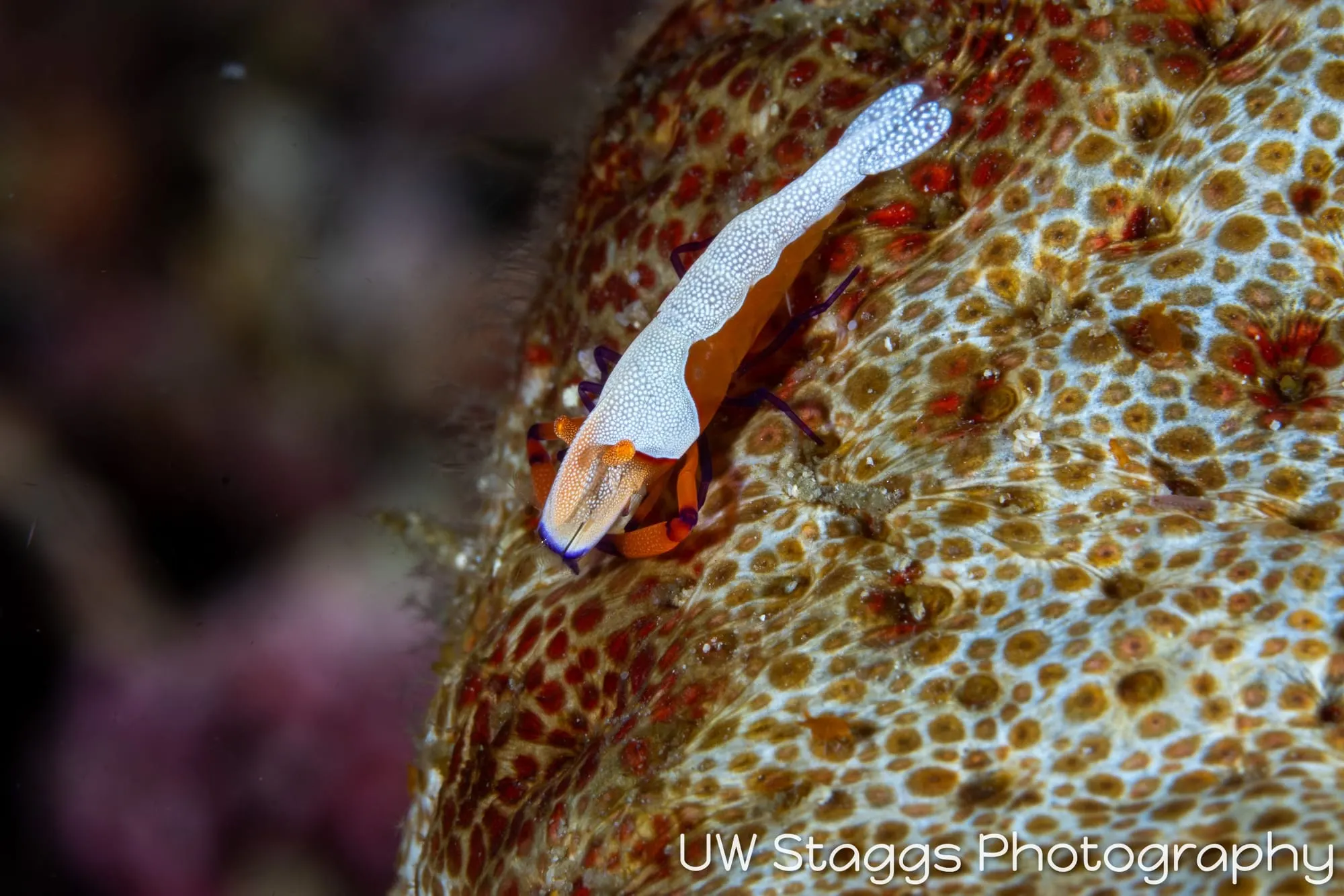 Shrimp — Anilao, Philippines