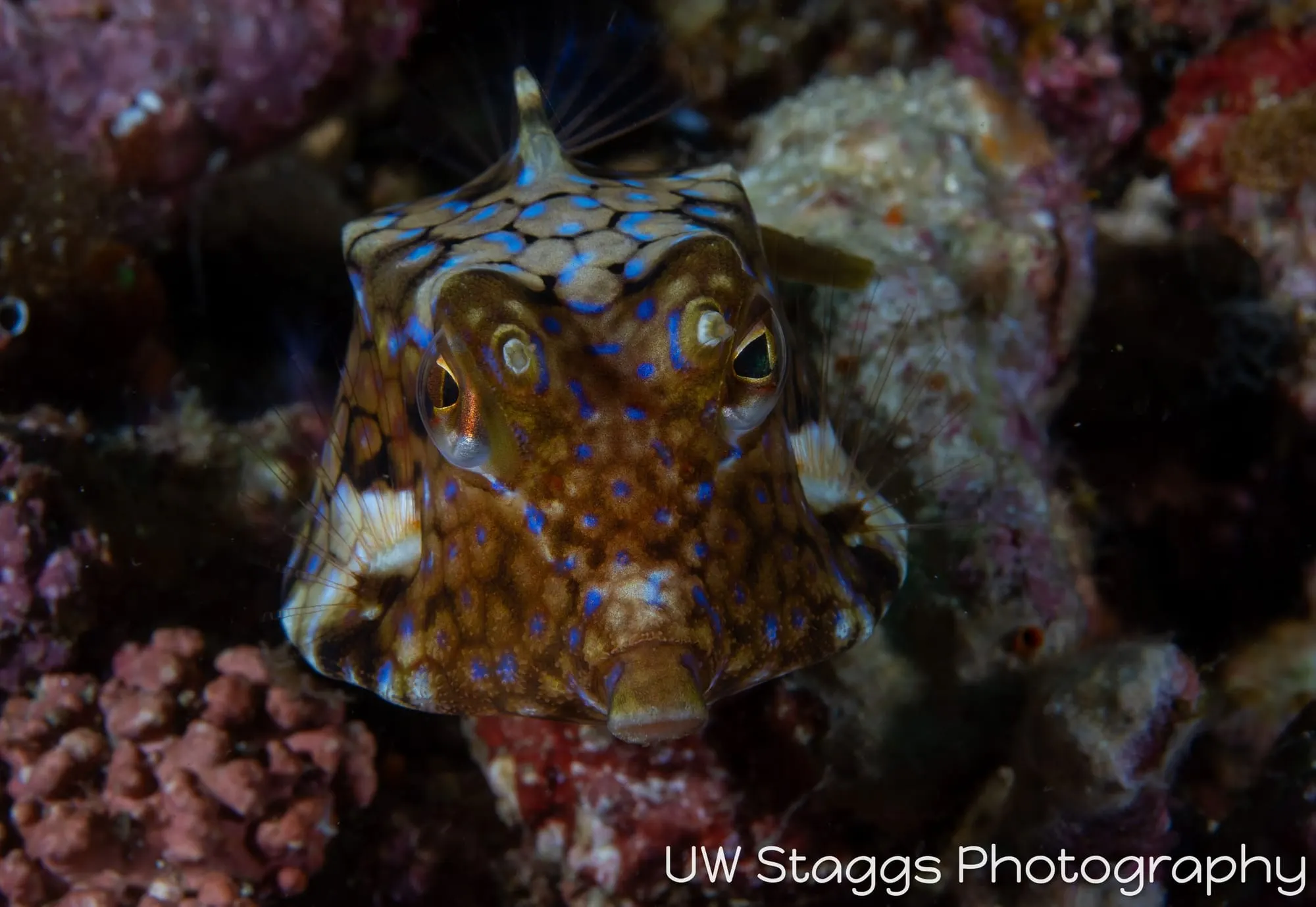 Reef Scene — Anilao, Philippines