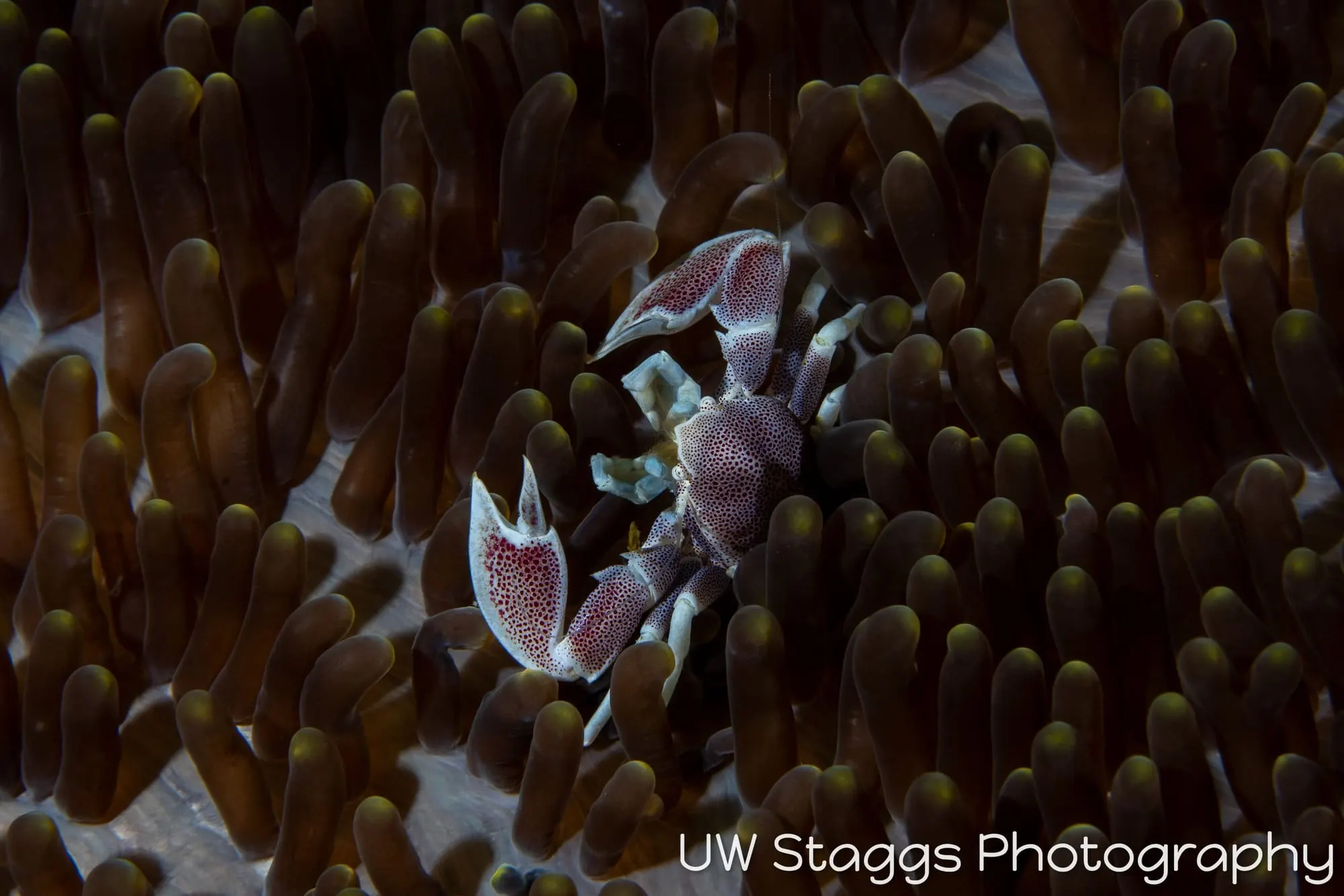 Crab — Anilao, Philippines
