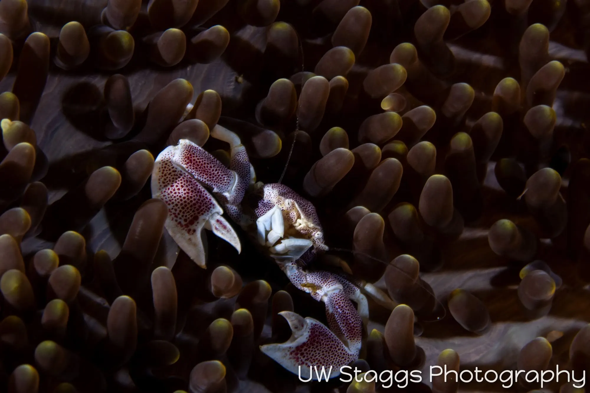 Crab — Anilao, Philippines