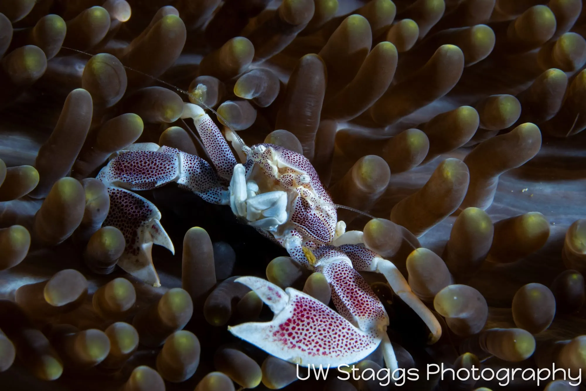 Crab — Anilao, Philippines