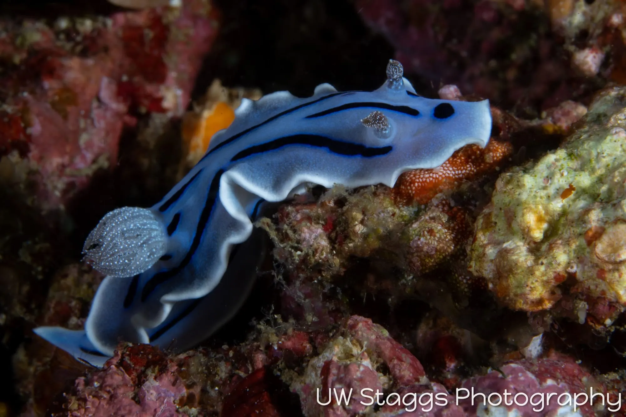 Reef Scene — Anilao, Philippines
