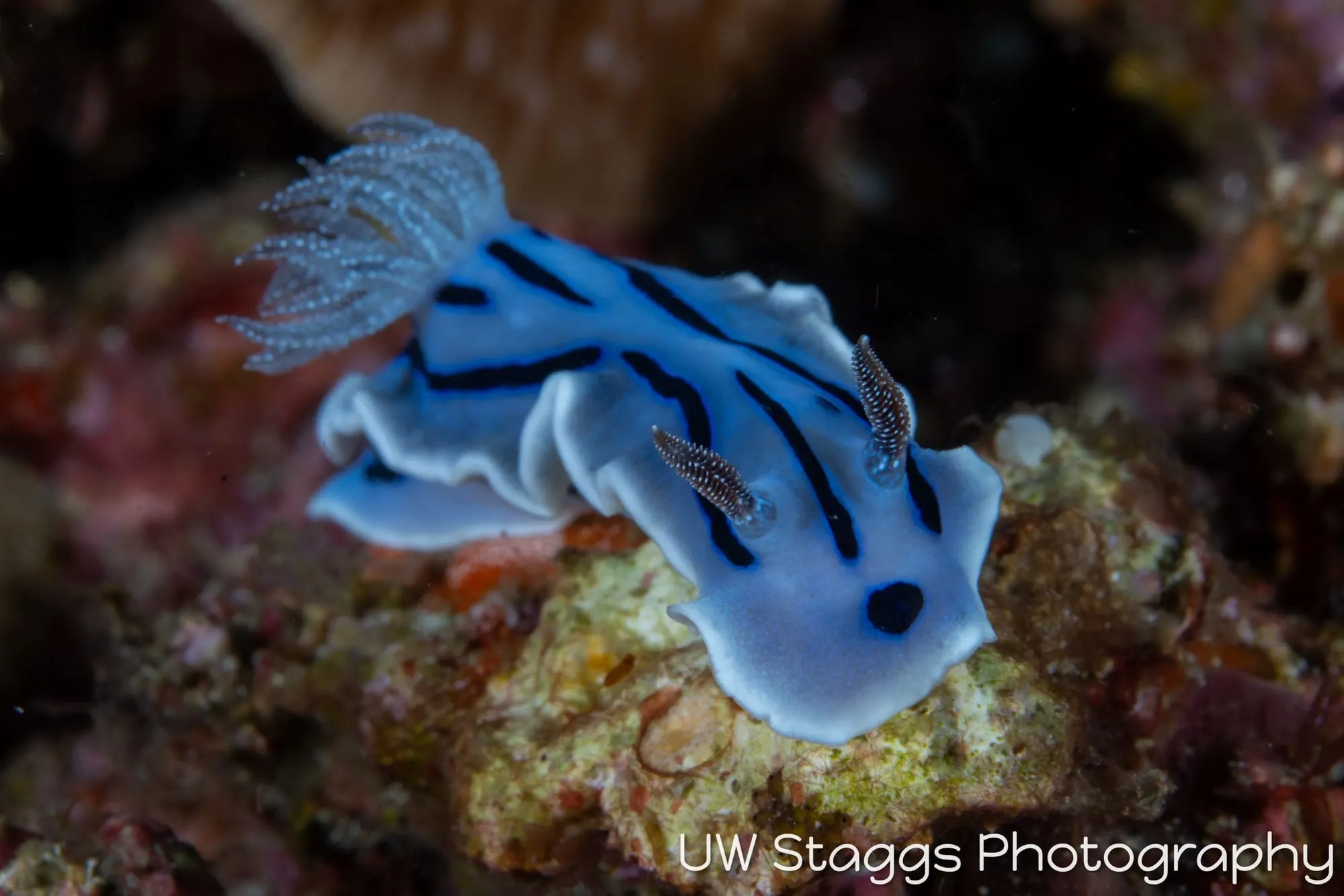 Reef Scene — Anilao, Philippines
