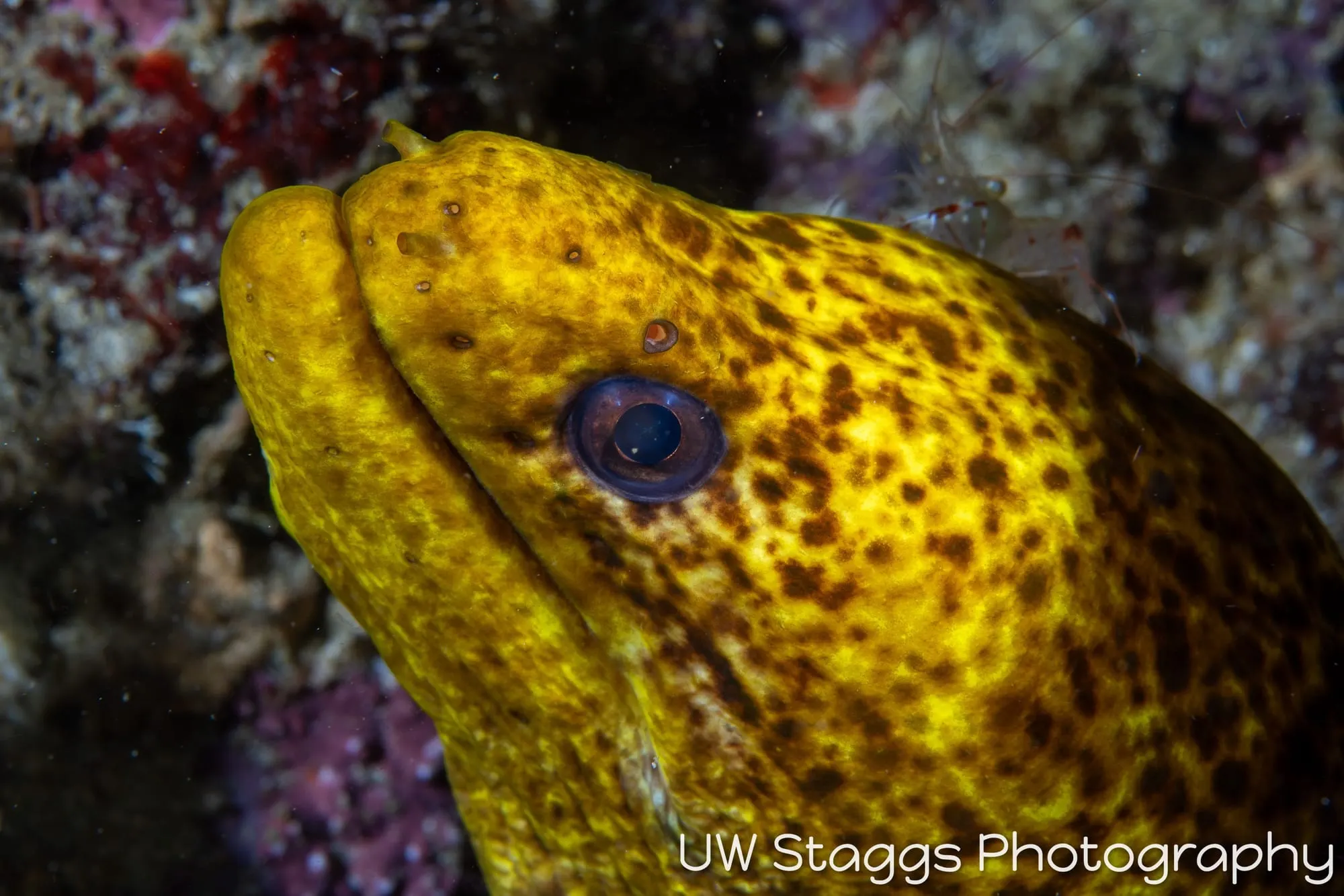 Shrimp — Anilao, Philippines