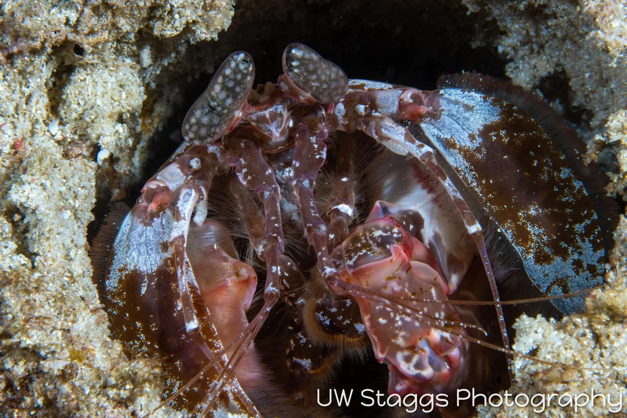 Shrimp — Anilao, Philippines