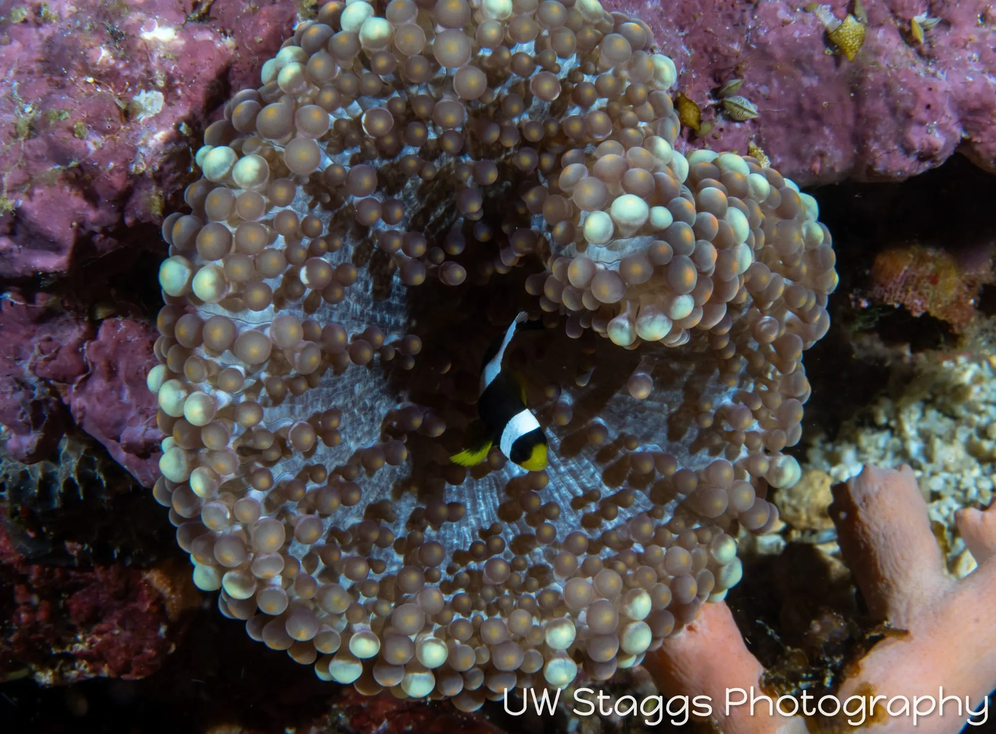 Tunicate — Anilao, Philippines