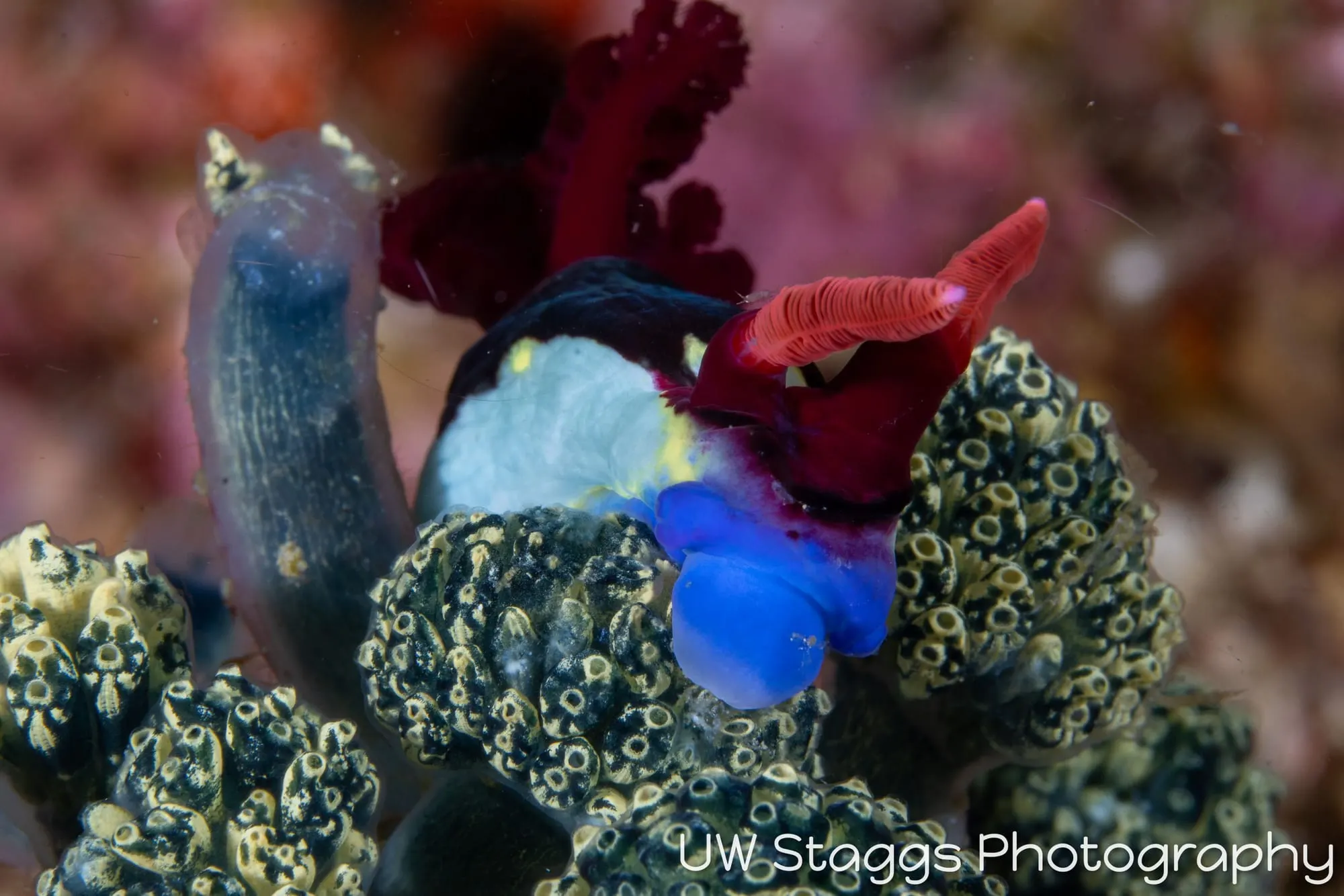 Tunicate — Anilao, Philippines