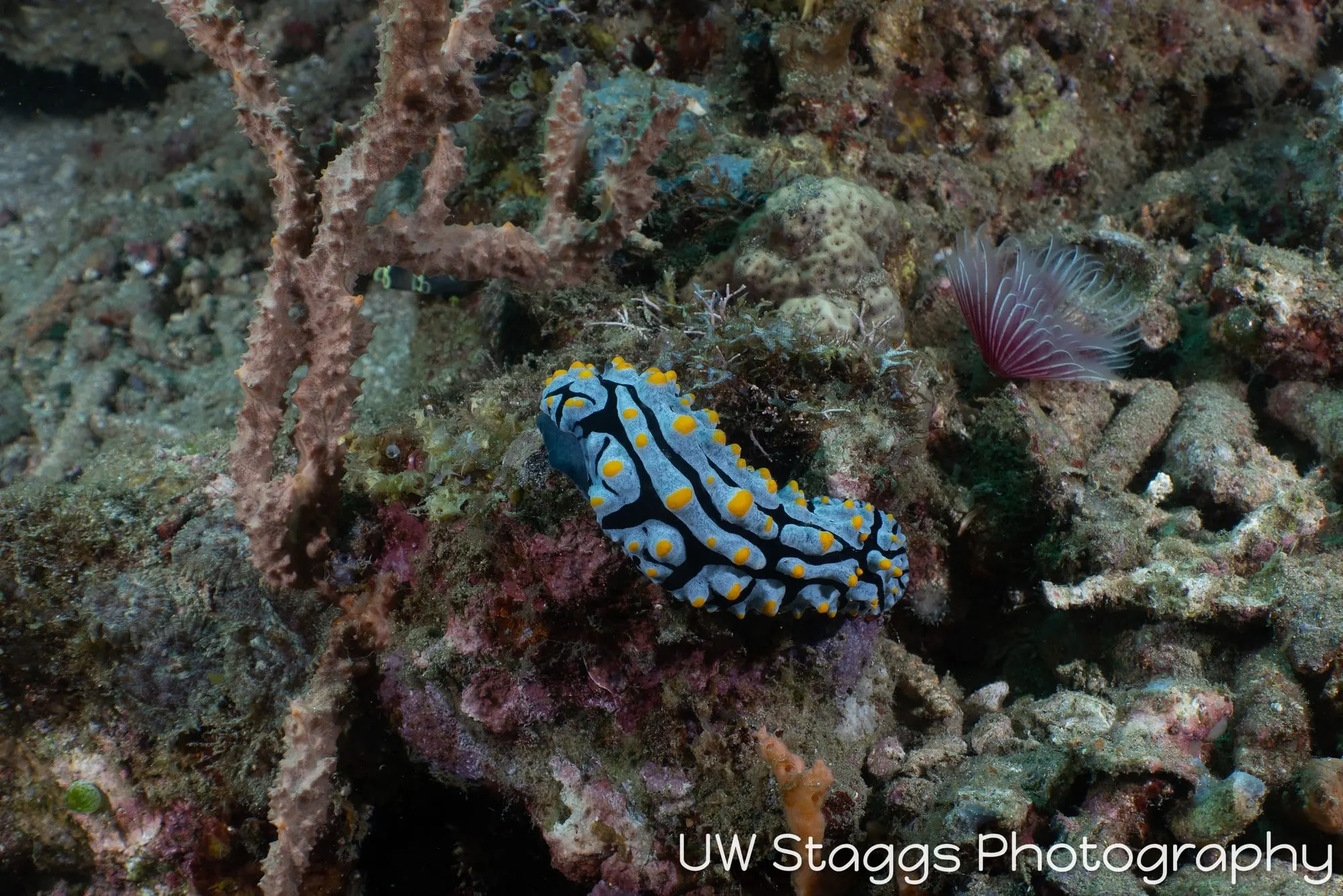 Tunicate — Anilao, Philippines
