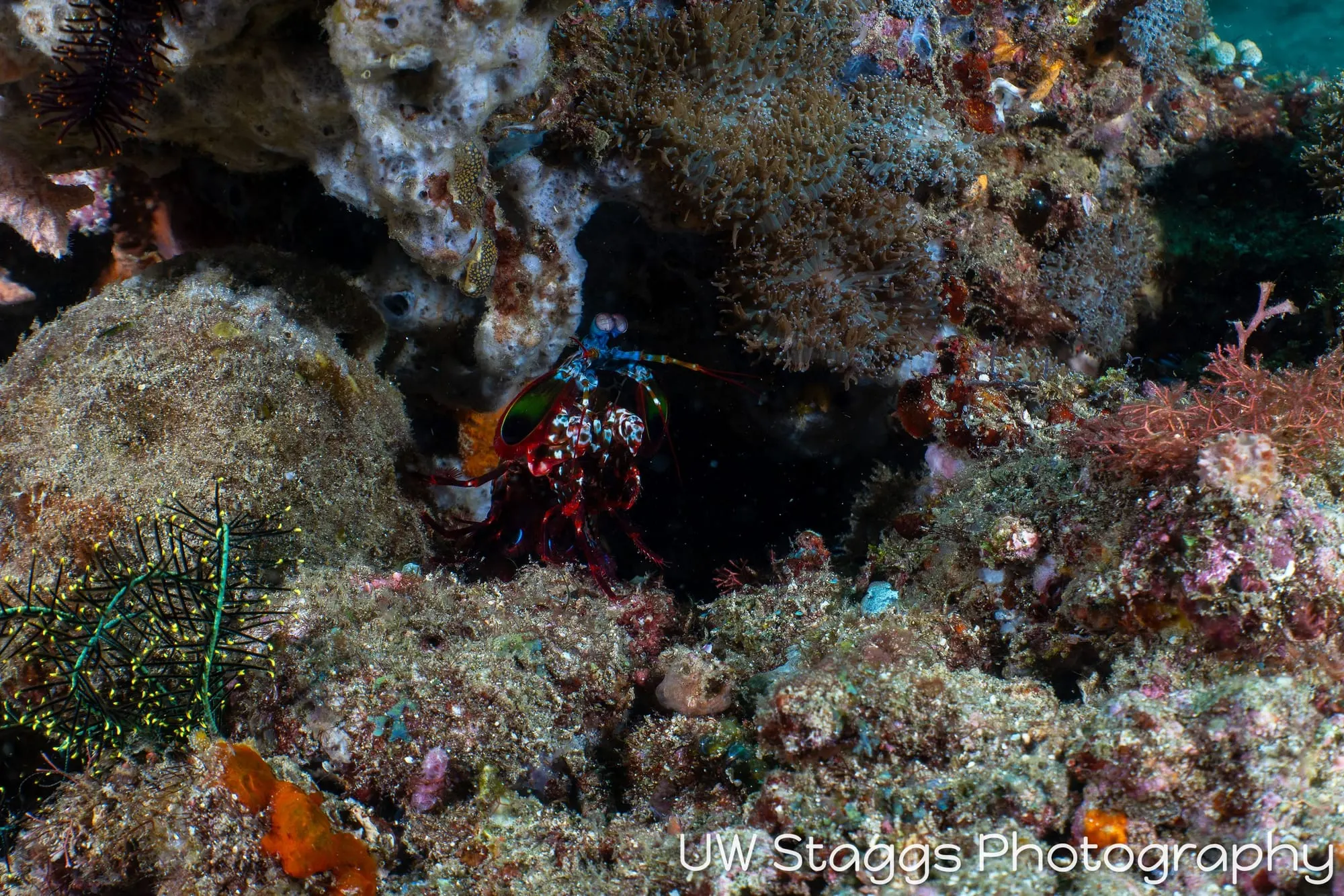 Shrimp — Anilao, Philippines