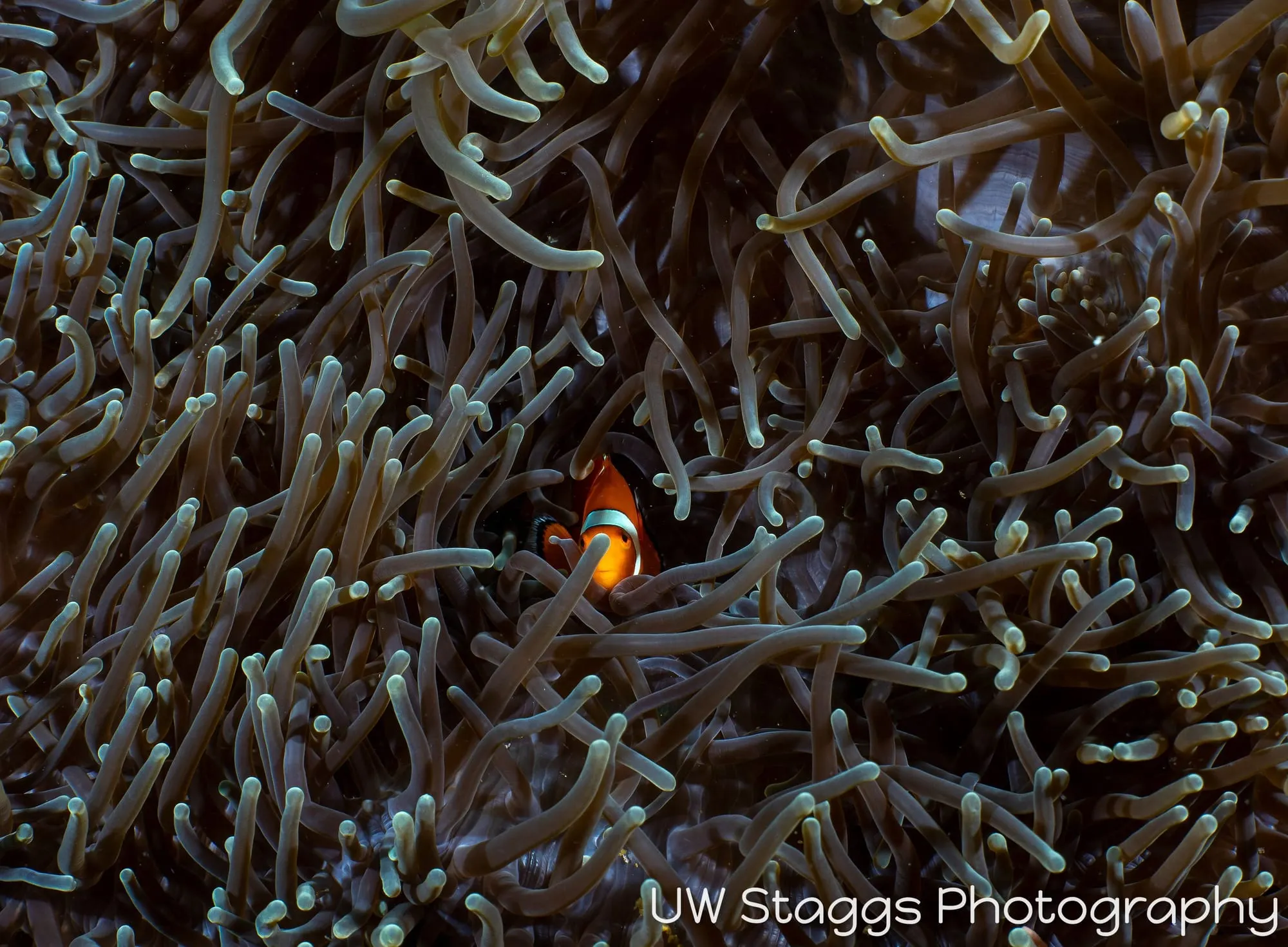 Reef Scene — Anilao, Philippines