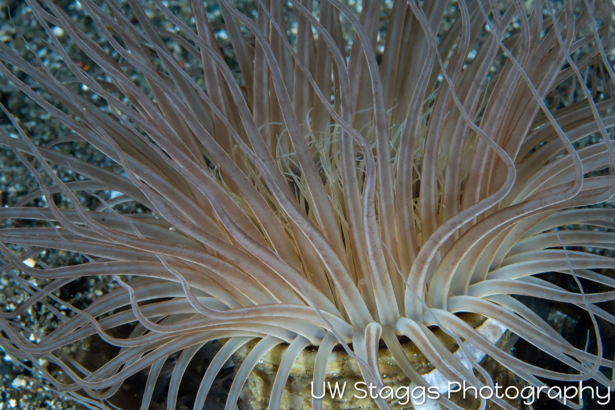 Tunicate — Anilao, Philippines