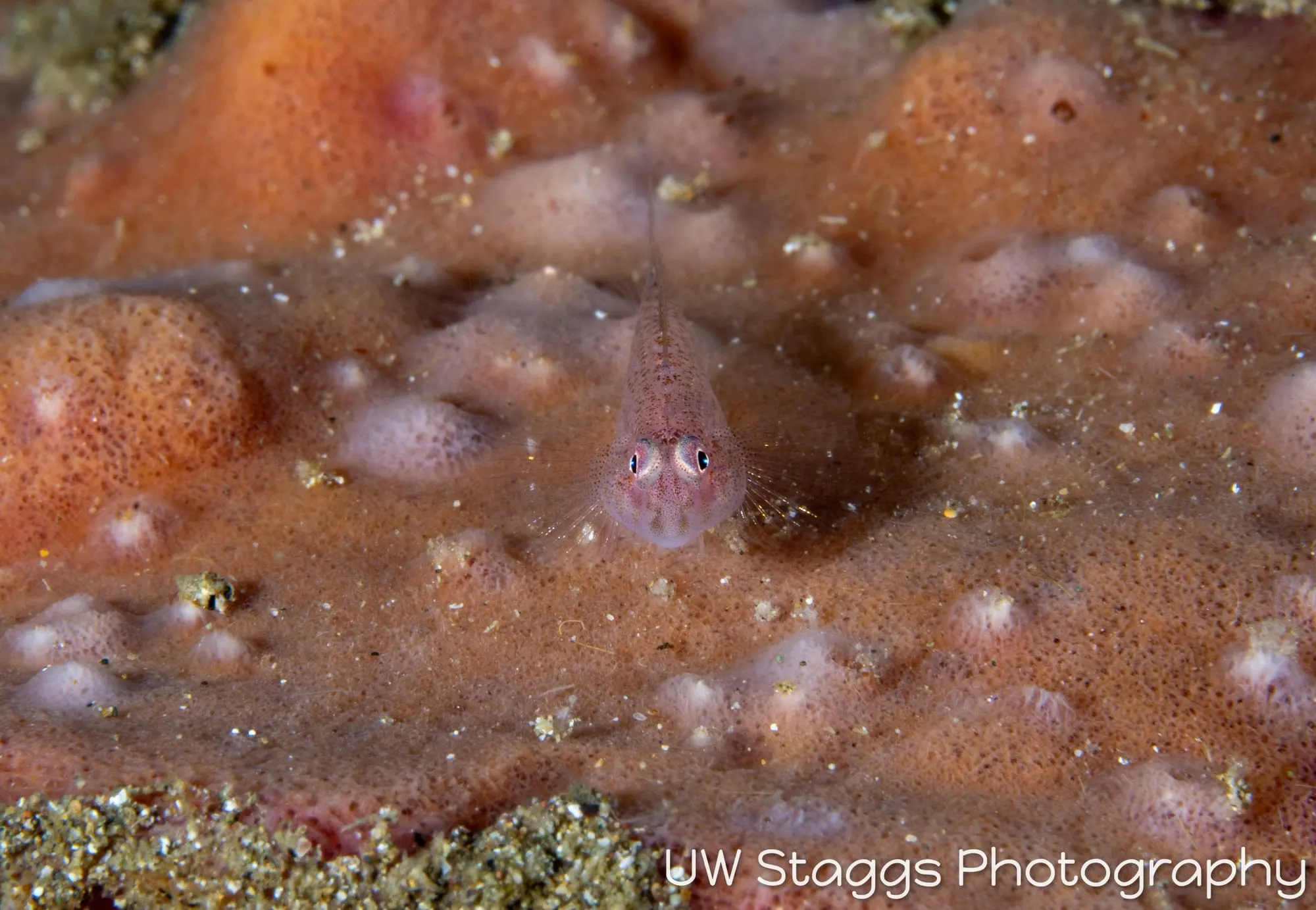 Tunicate — Anilao, Philippines