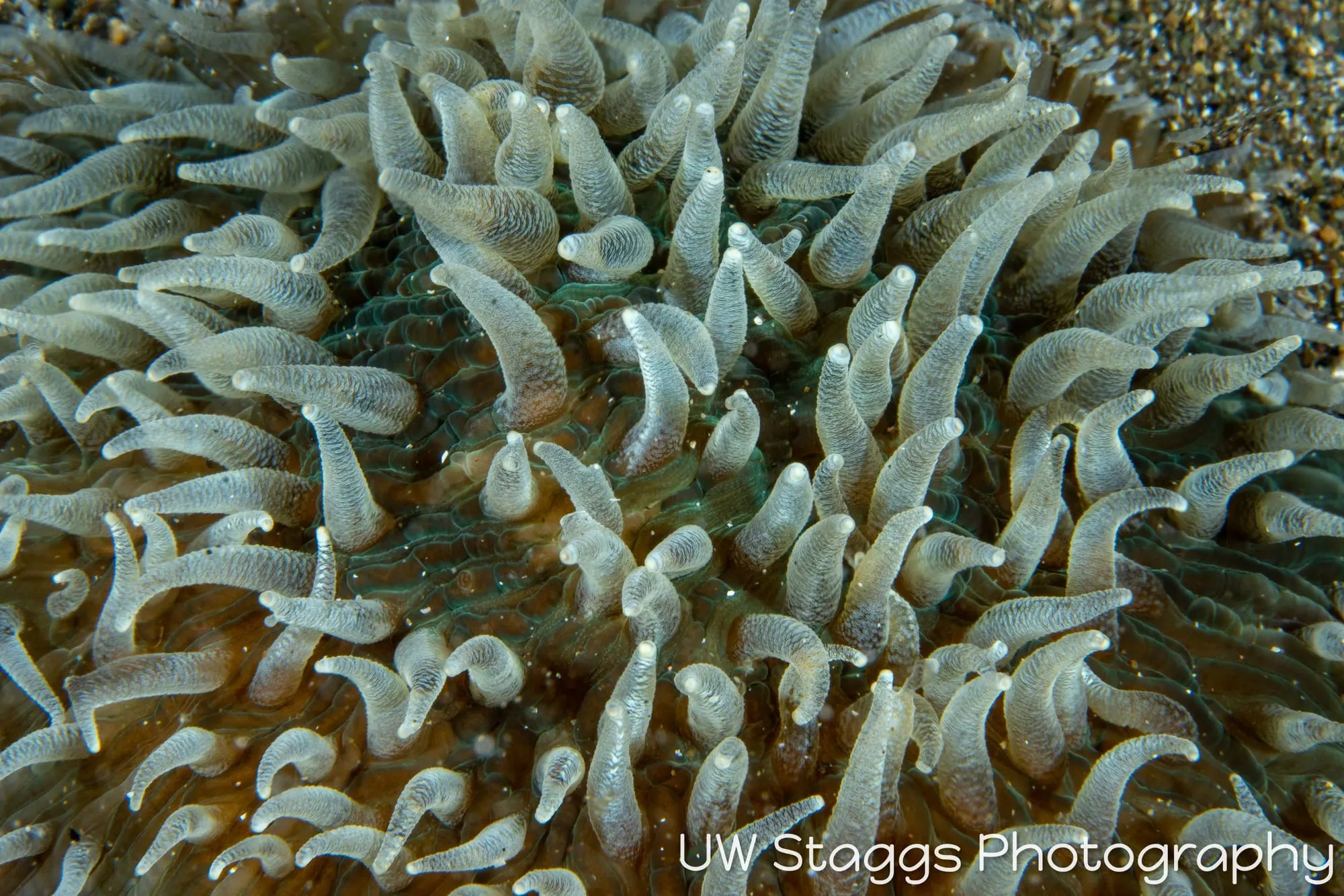Tunicate — Anilao, Philippines