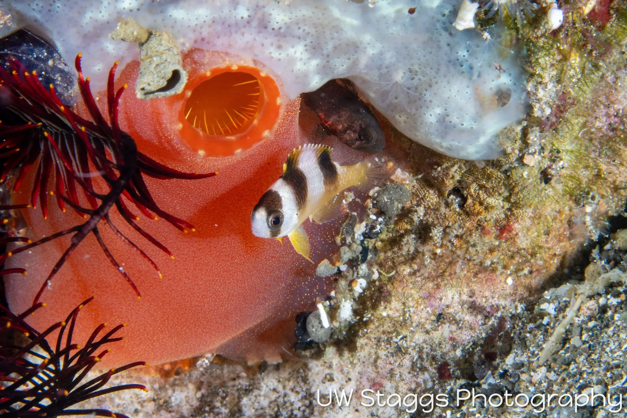 Tunicate — Anilao, Philippines