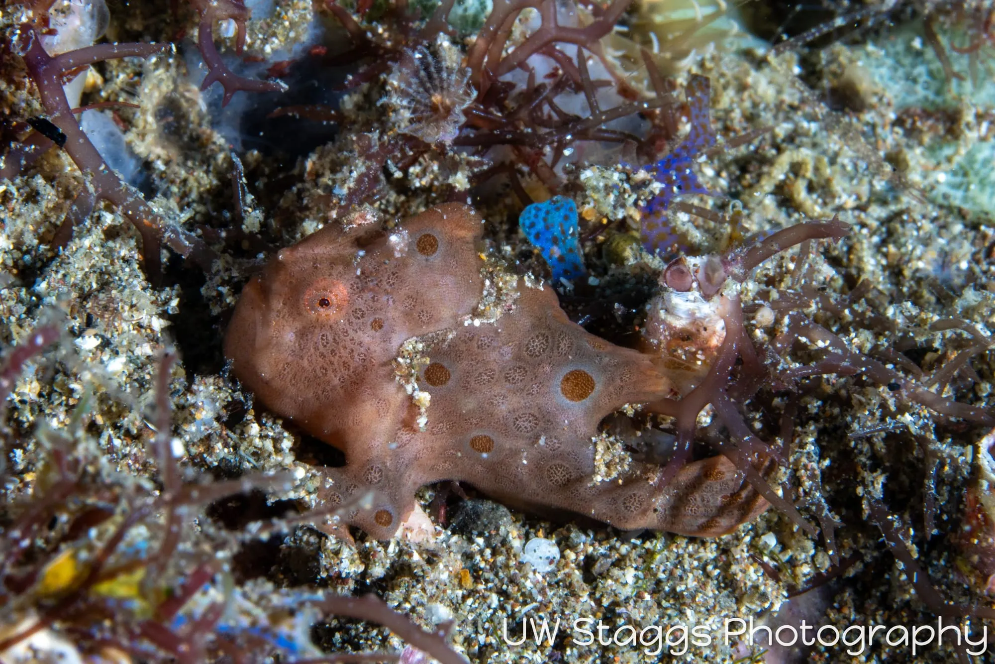 Octopus — Anilao, Philippines