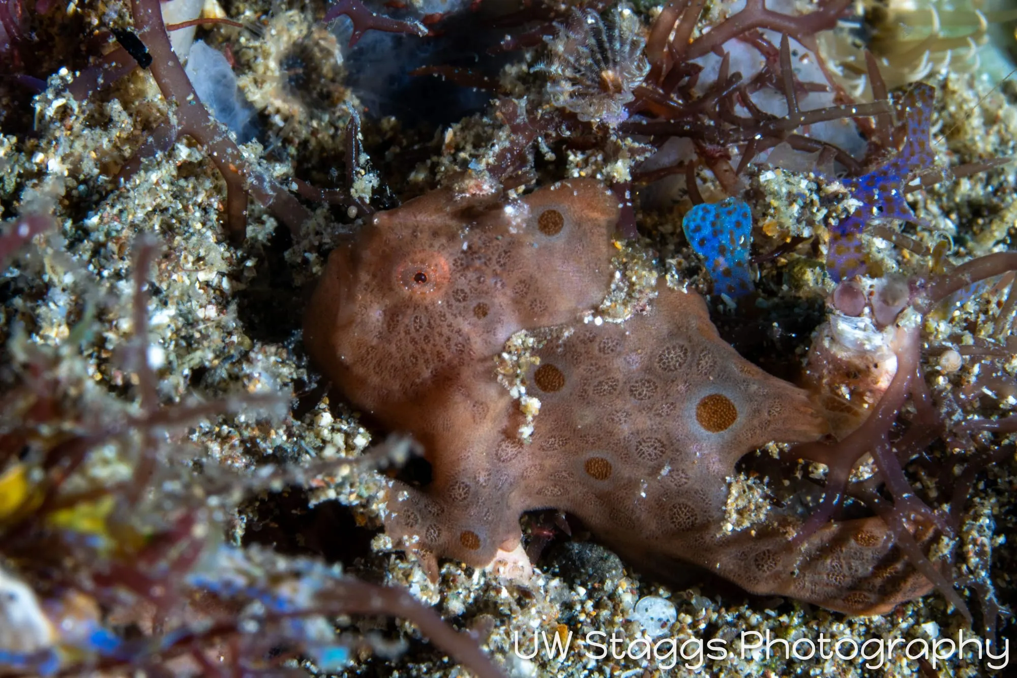 Octopus — Anilao, Philippines