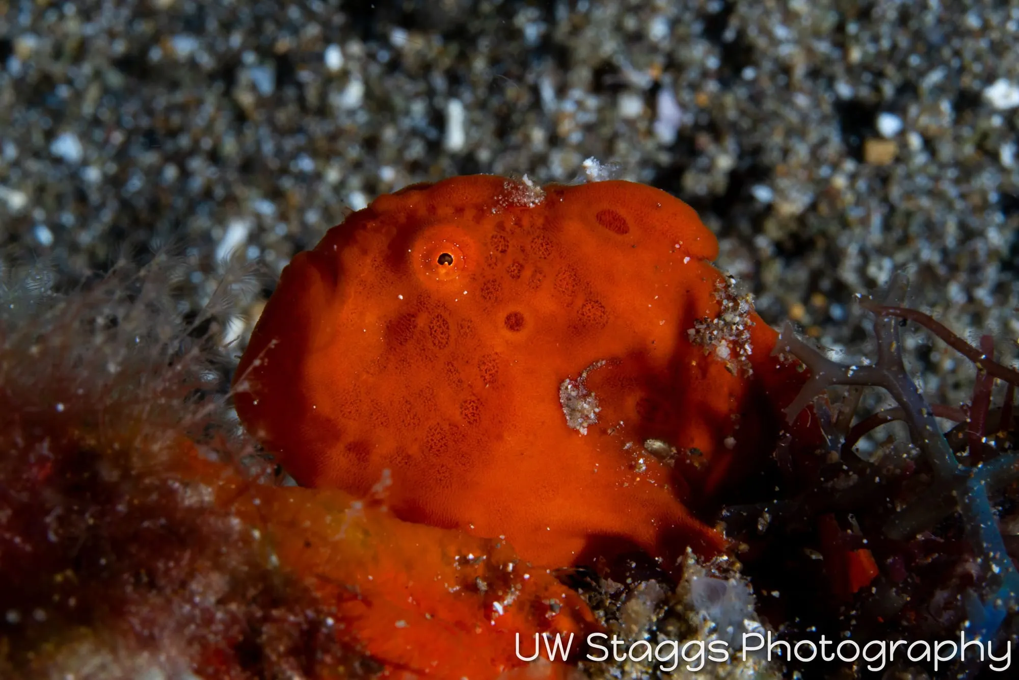 Tunicate — Anilao, Philippines