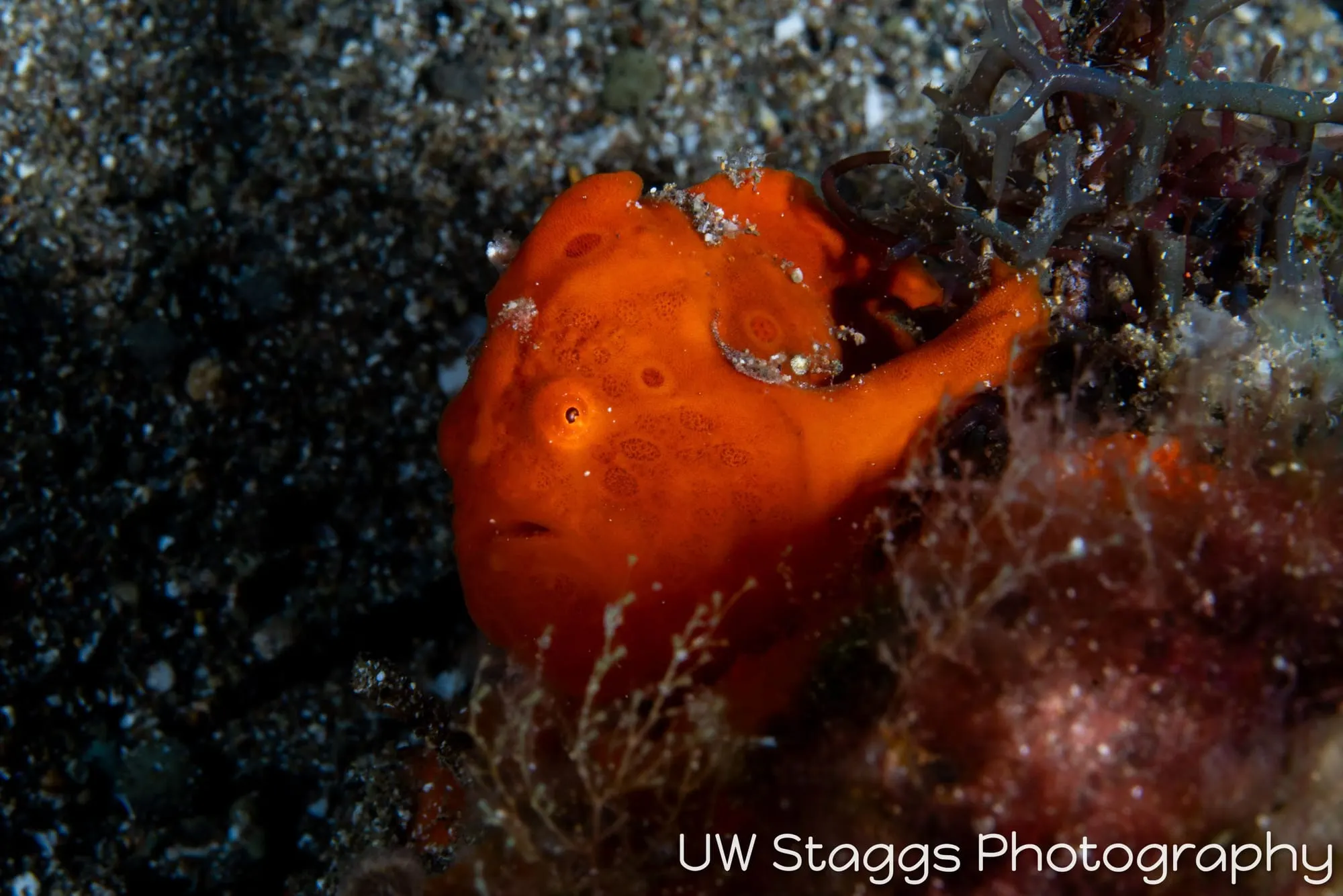 Octopus — Anilao, Philippines