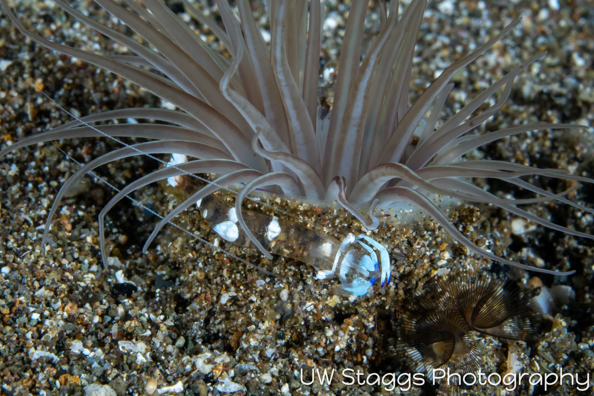 Shrimp — Anilao, Philippines