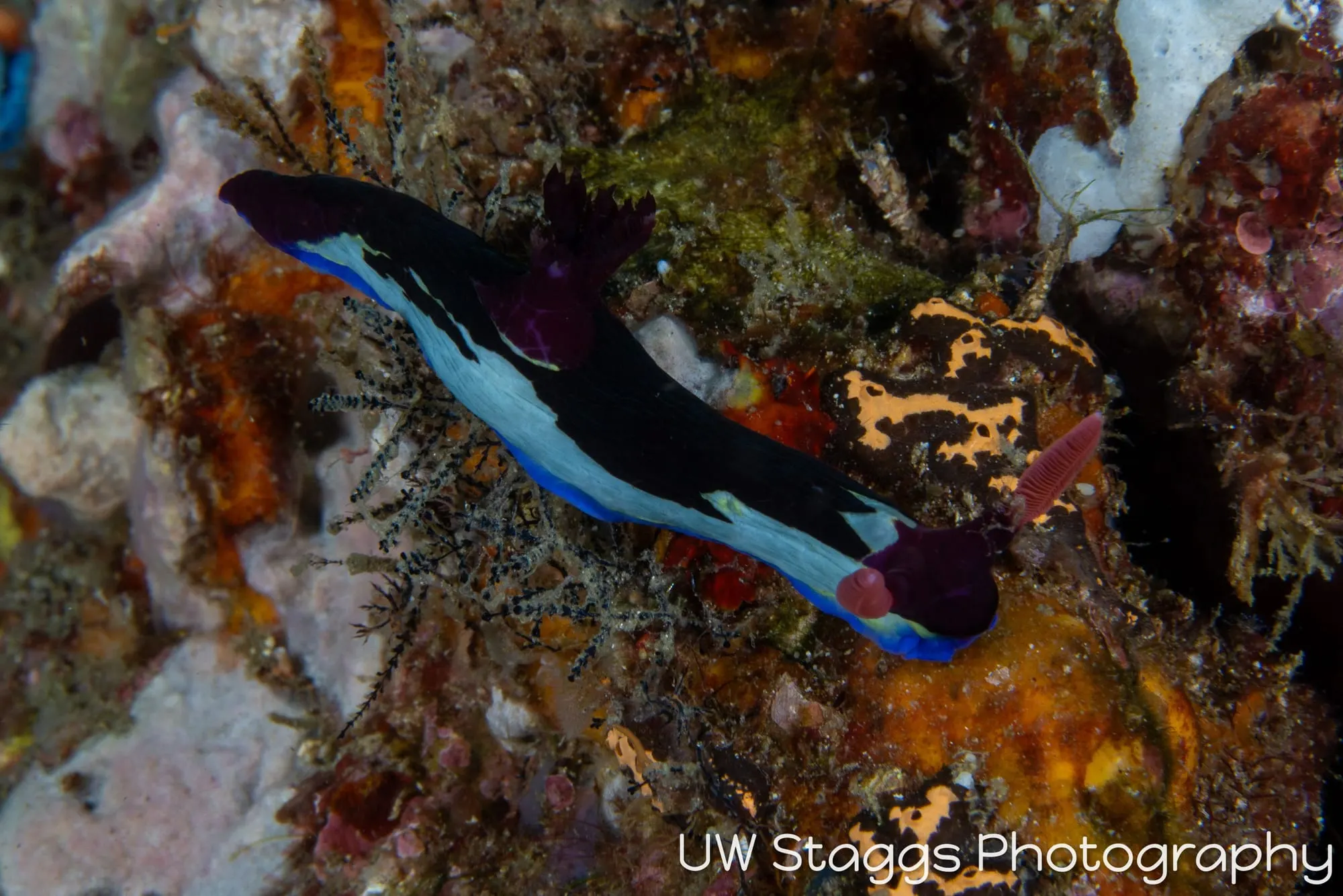 Tunicate — Anilao, Philippines