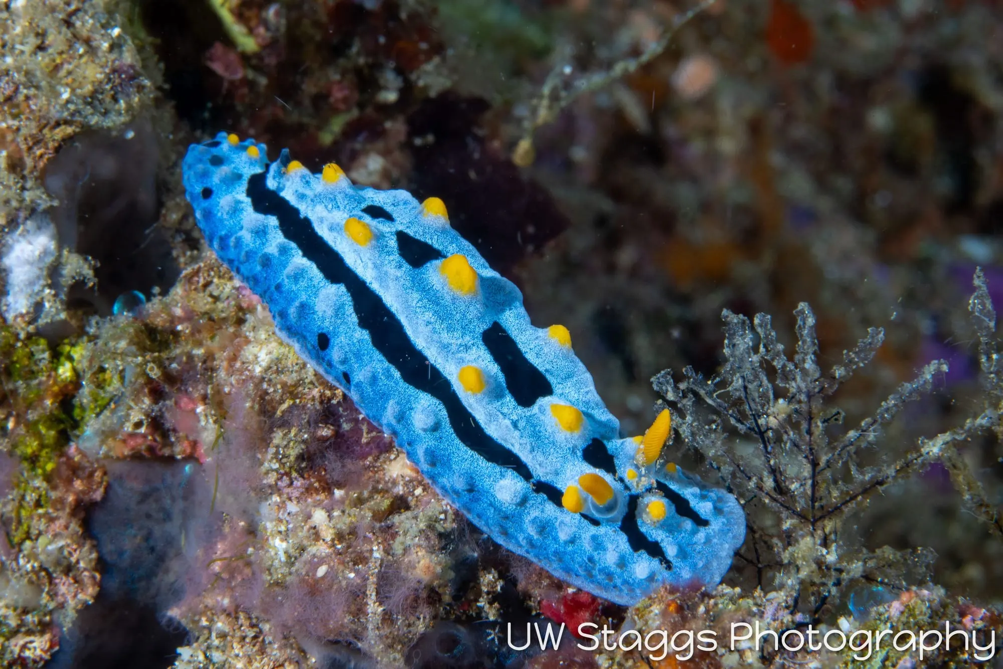 Tunicate — Anilao, Philippines