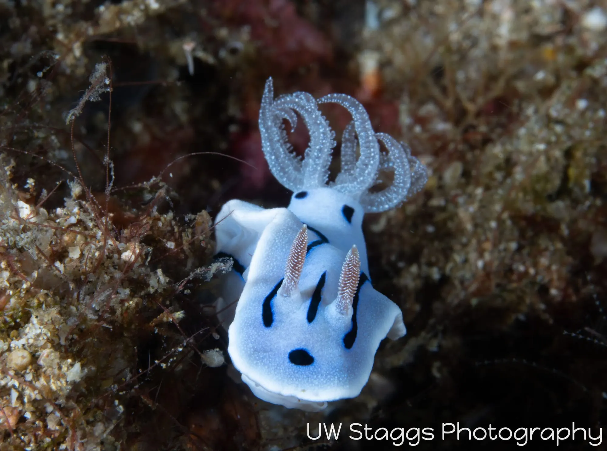 Tunicate — Anilao, Philippines
