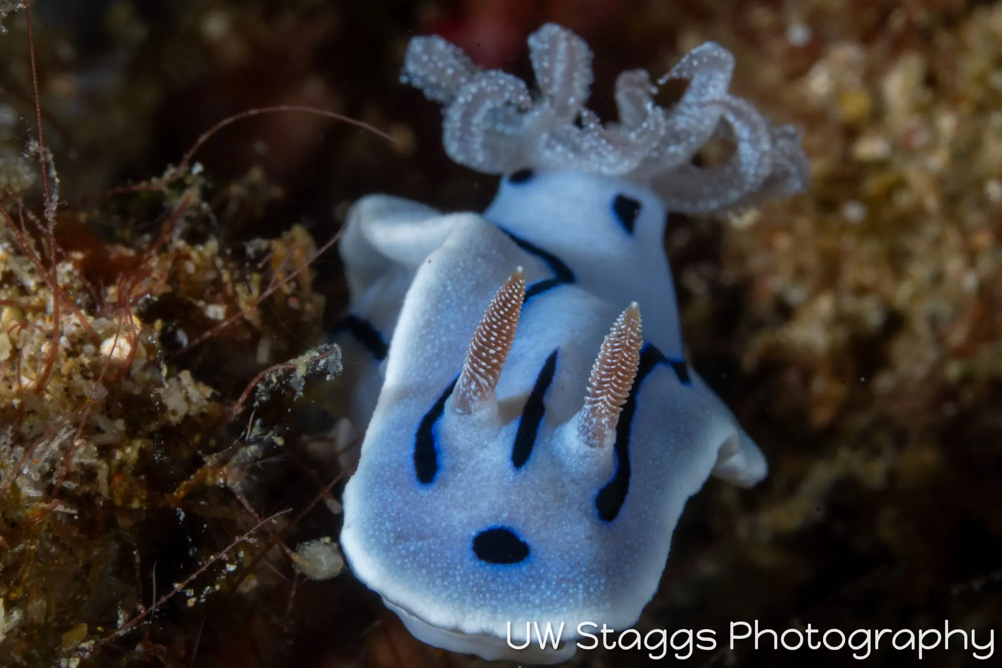 Tunicate — Anilao, Philippines