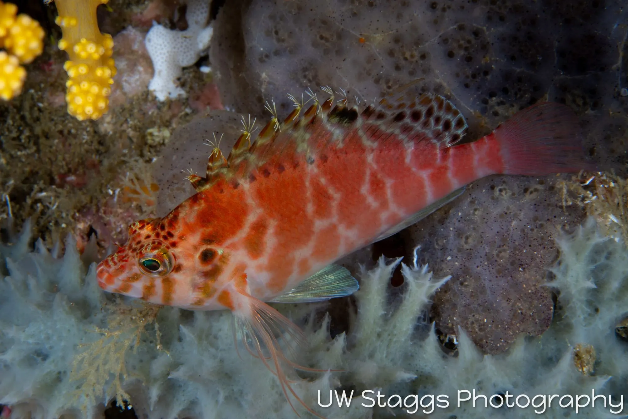 Lionfish — Anilao, Philippines