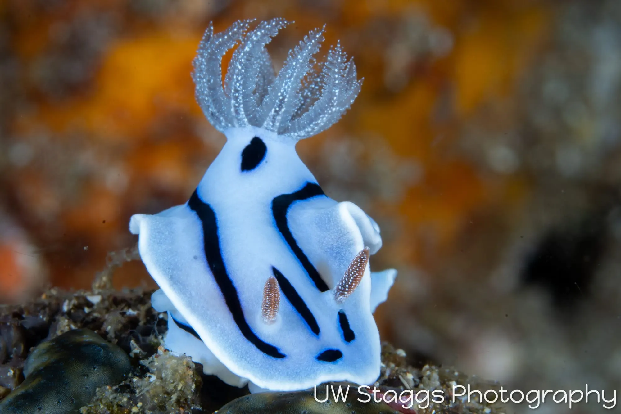 Tunicate — Anilao, Philippines