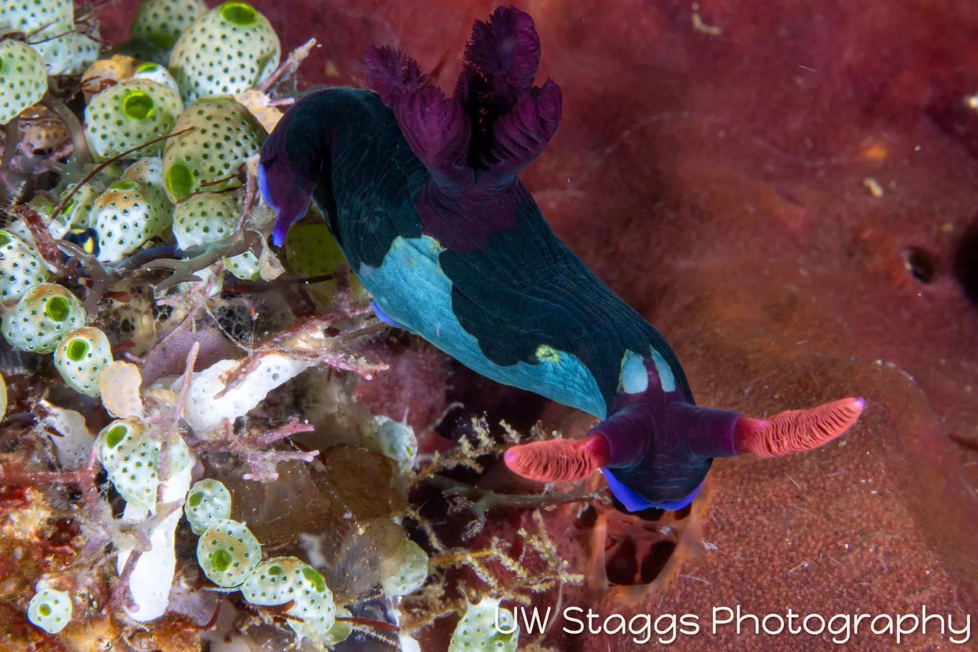 Tunicate — Anilao, Philippines