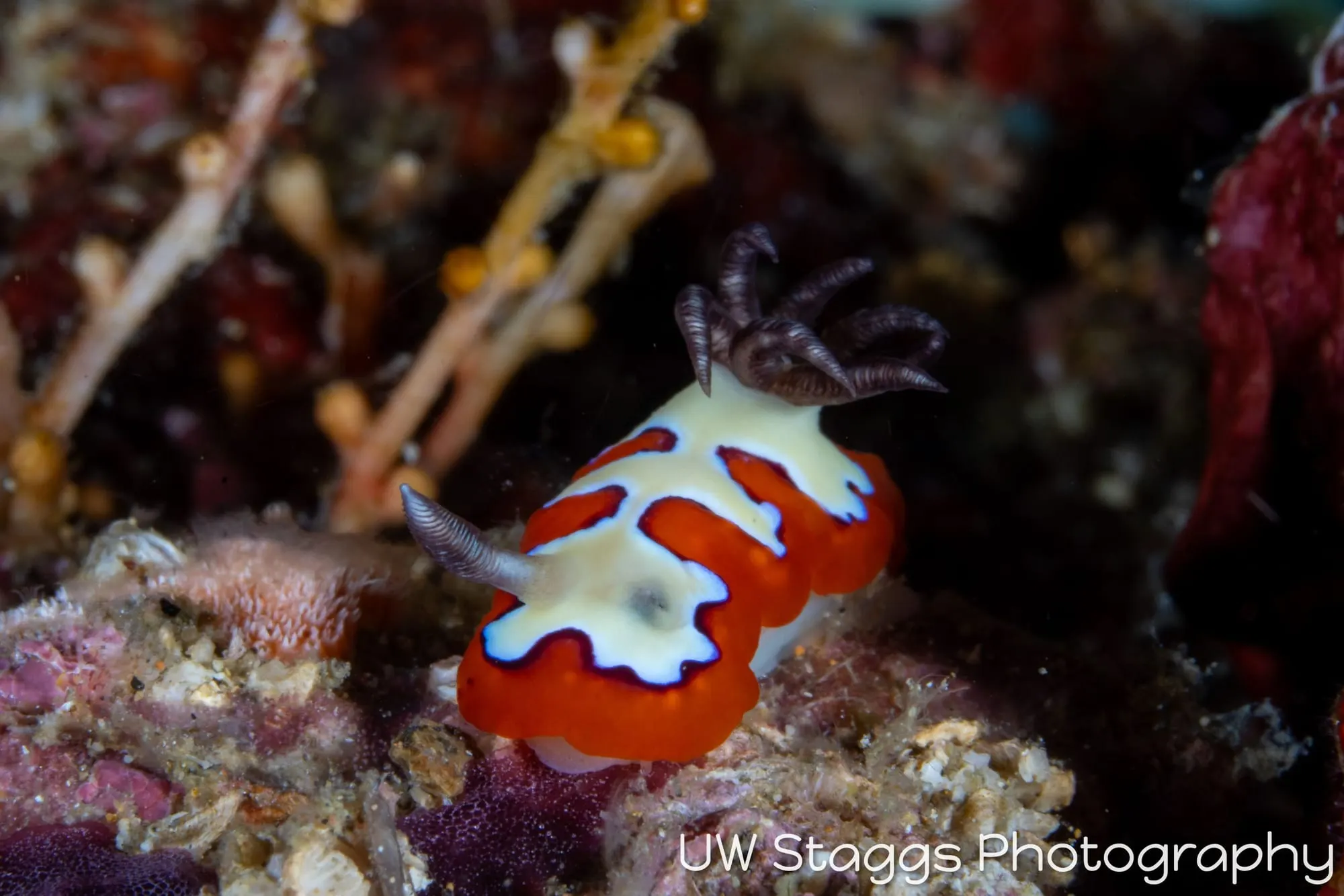 Tunicate — Anilao, Philippines