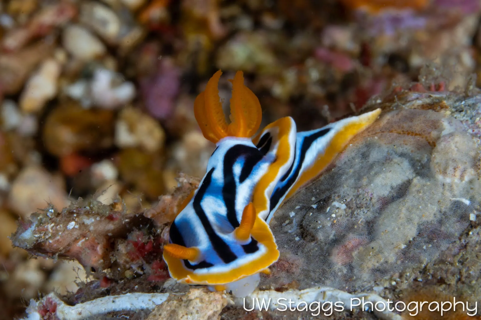 Clam — Anilao, Philippines