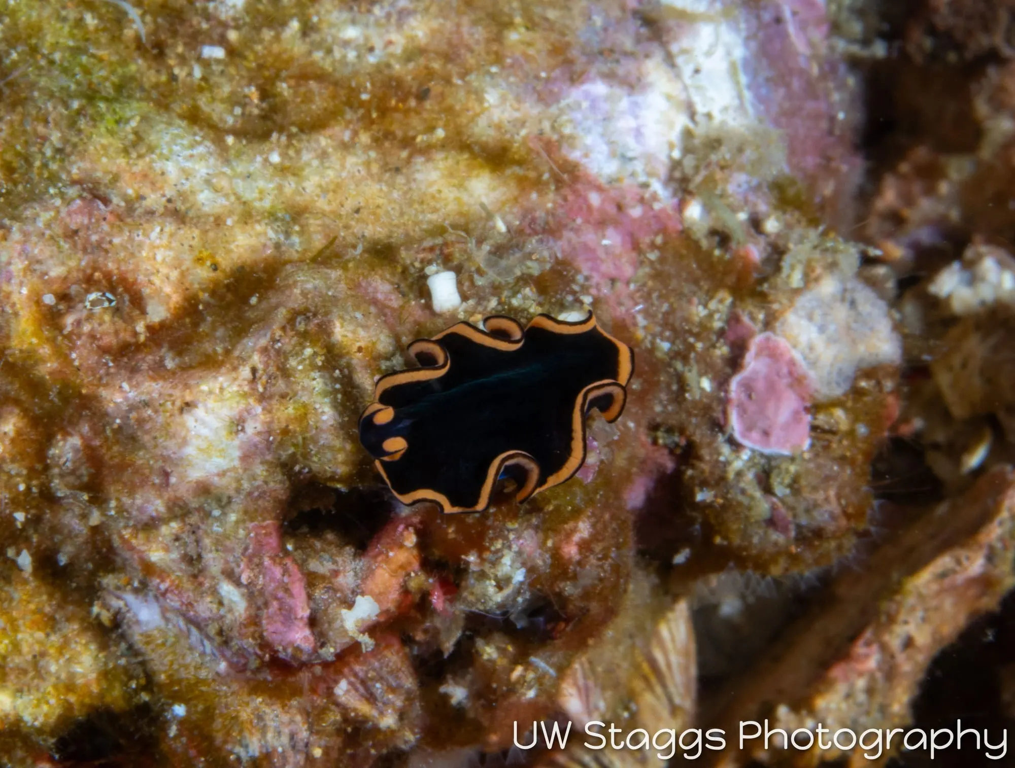 Tunicate — Anilao, Philippines