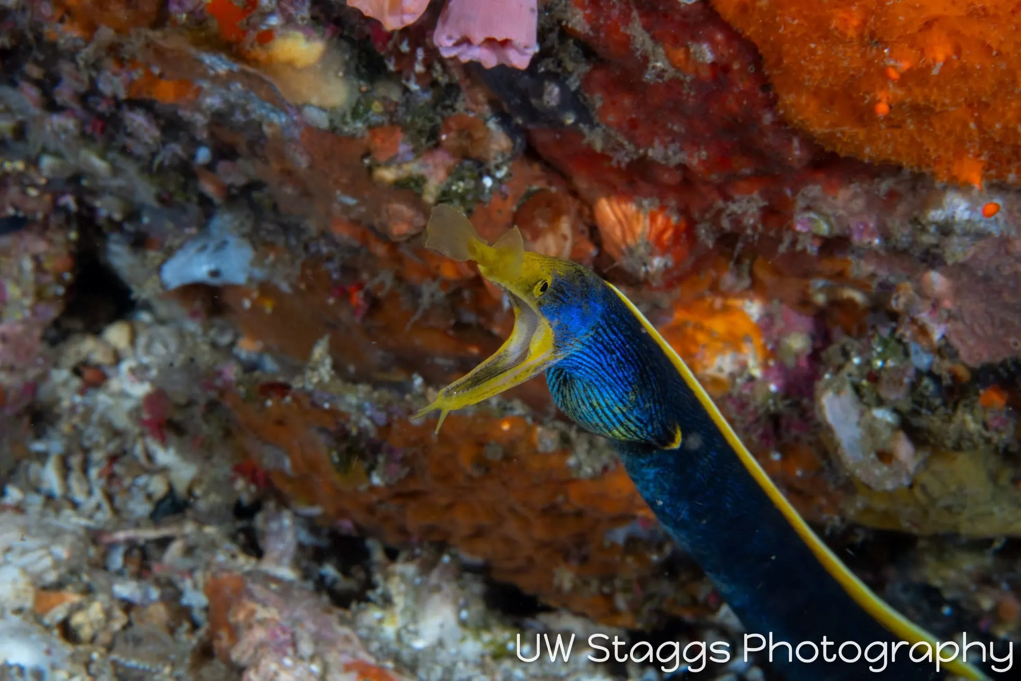 Tunicate — Anilao, Philippines