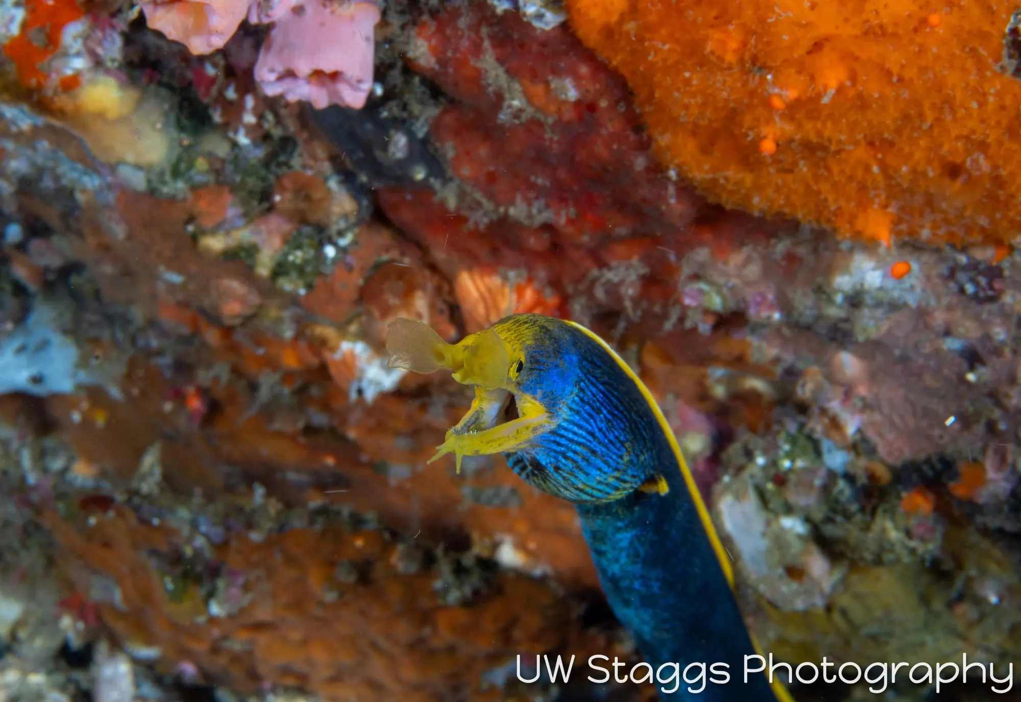 Tunicate — Anilao, Philippines