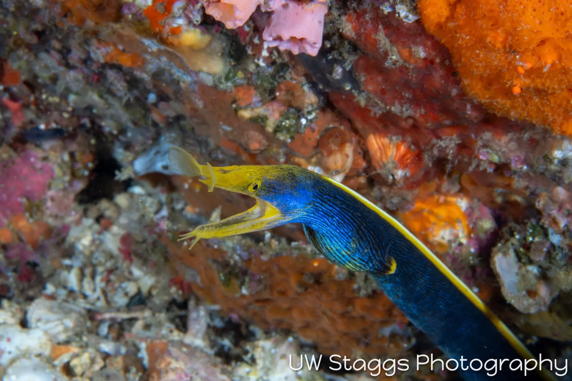 Reef Scene — Anilao, Philippines