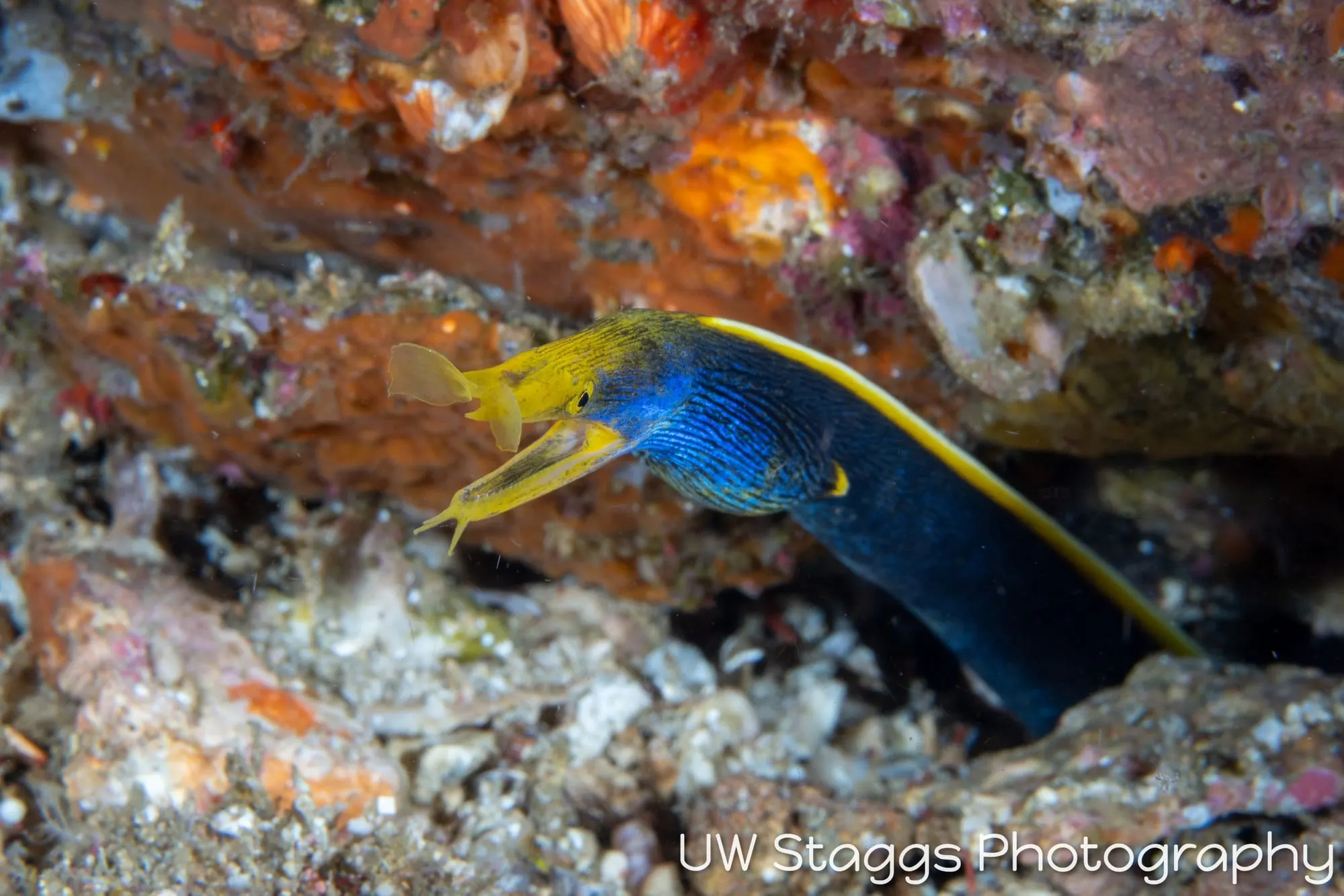 Tunicate — Anilao, Philippines