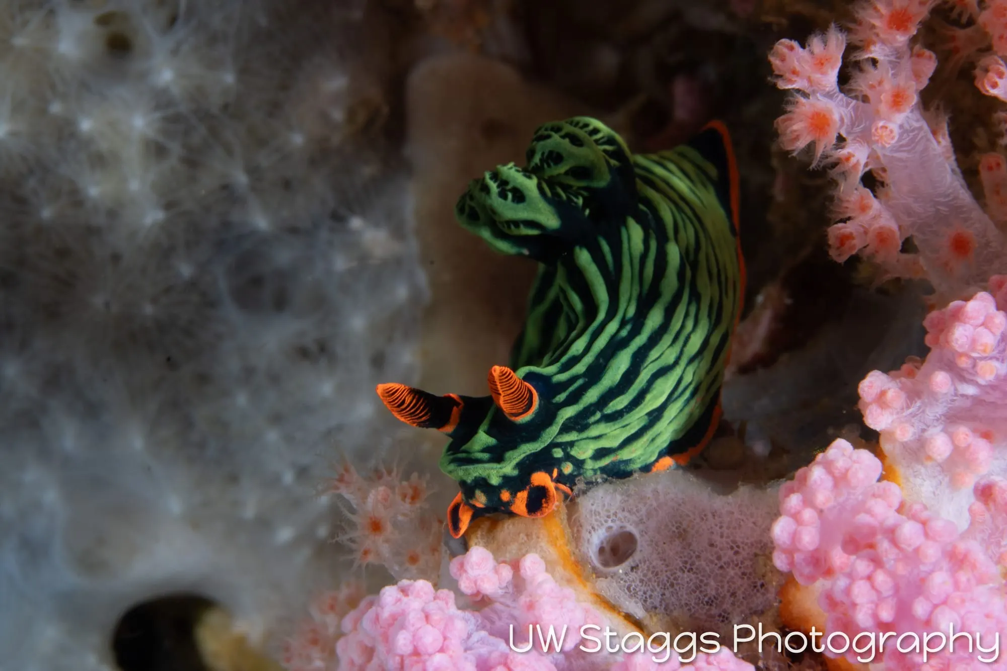 Tunicate — Anilao, Philippines