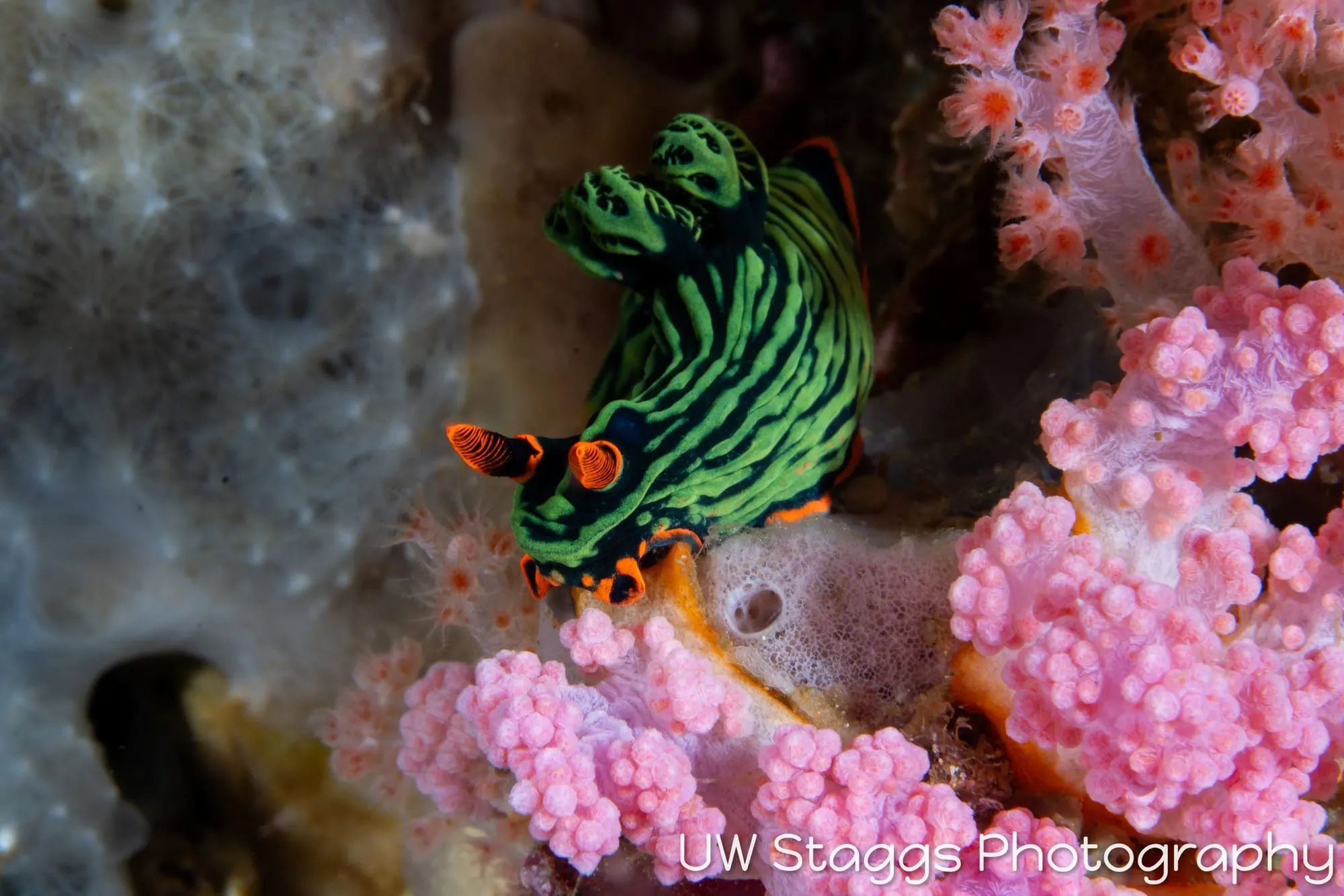 Tunicate — Anilao, Philippines