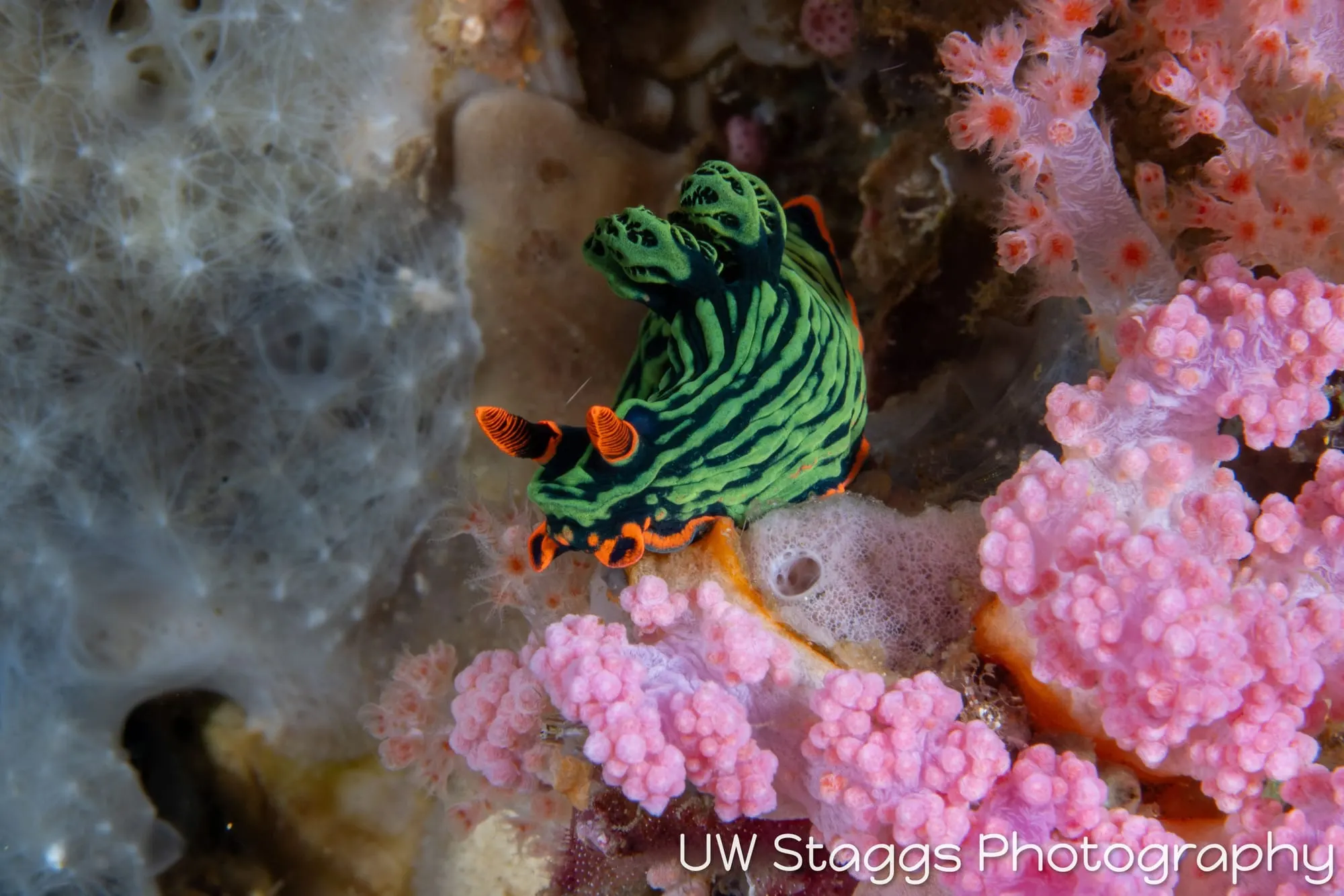 Tunicate — Anilao, Philippines