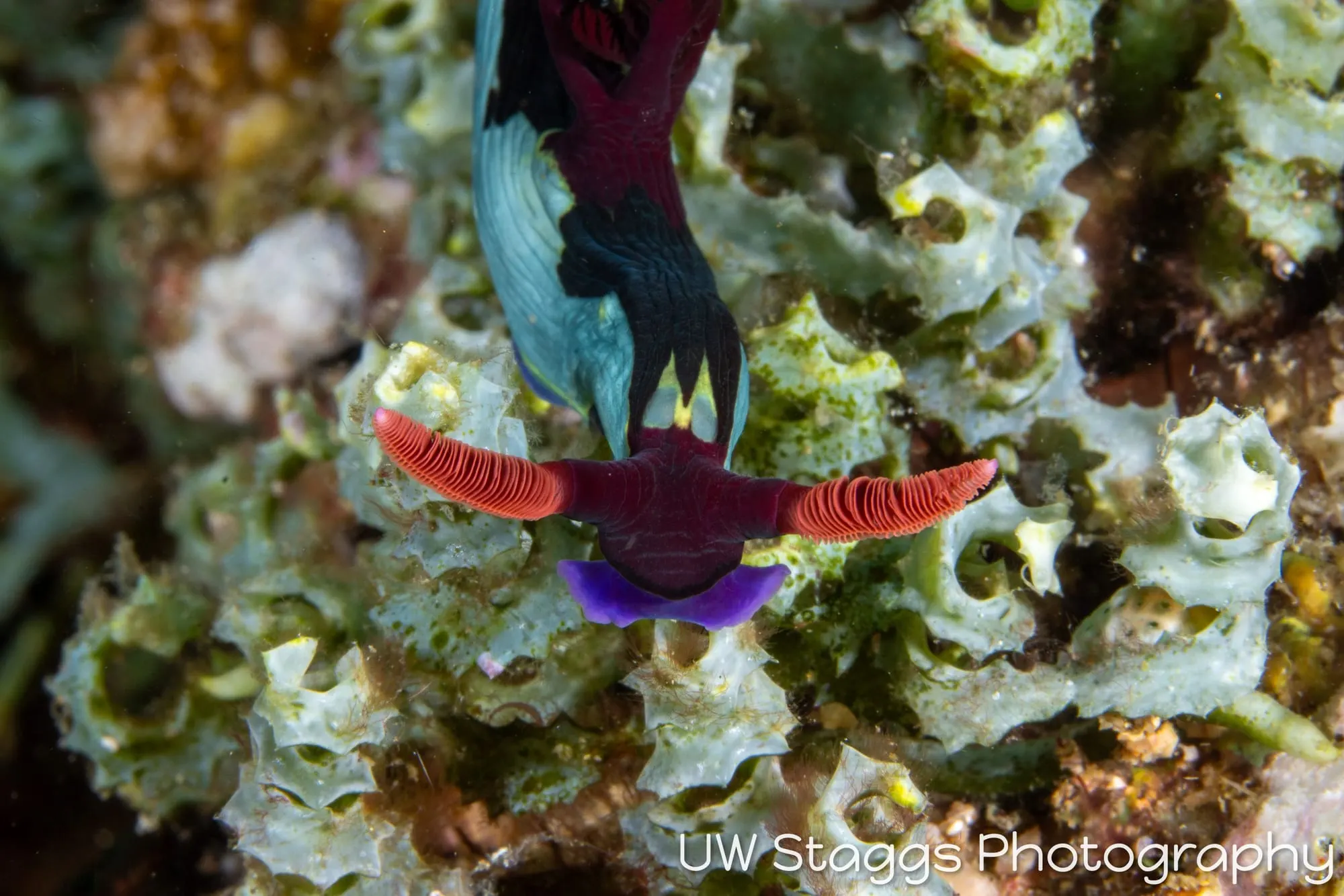 Tunicate — Anilao, Philippines
