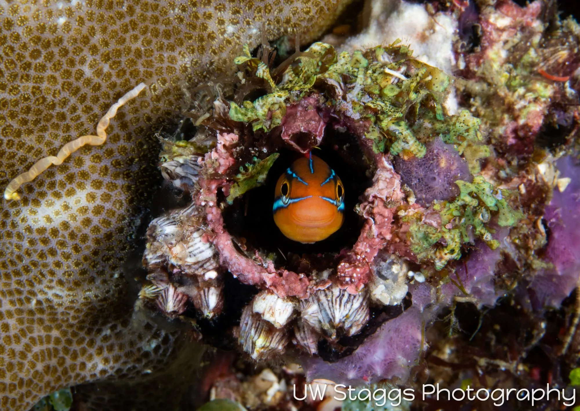 Tunicate — Anilao, Philippines